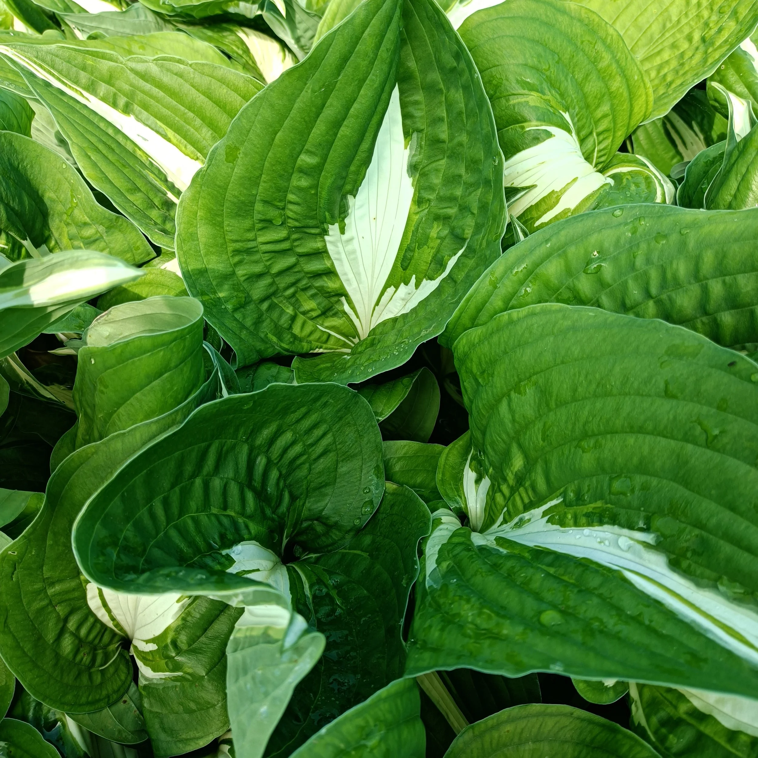Hosta 'Night Before Christmas' - 3Ltr Pots