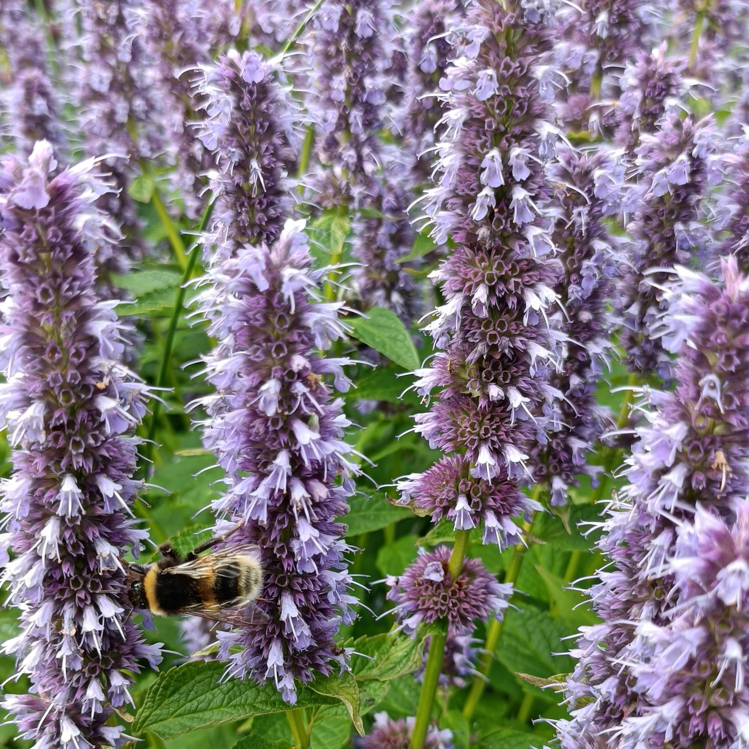 Agastache 'Blue Fortune'