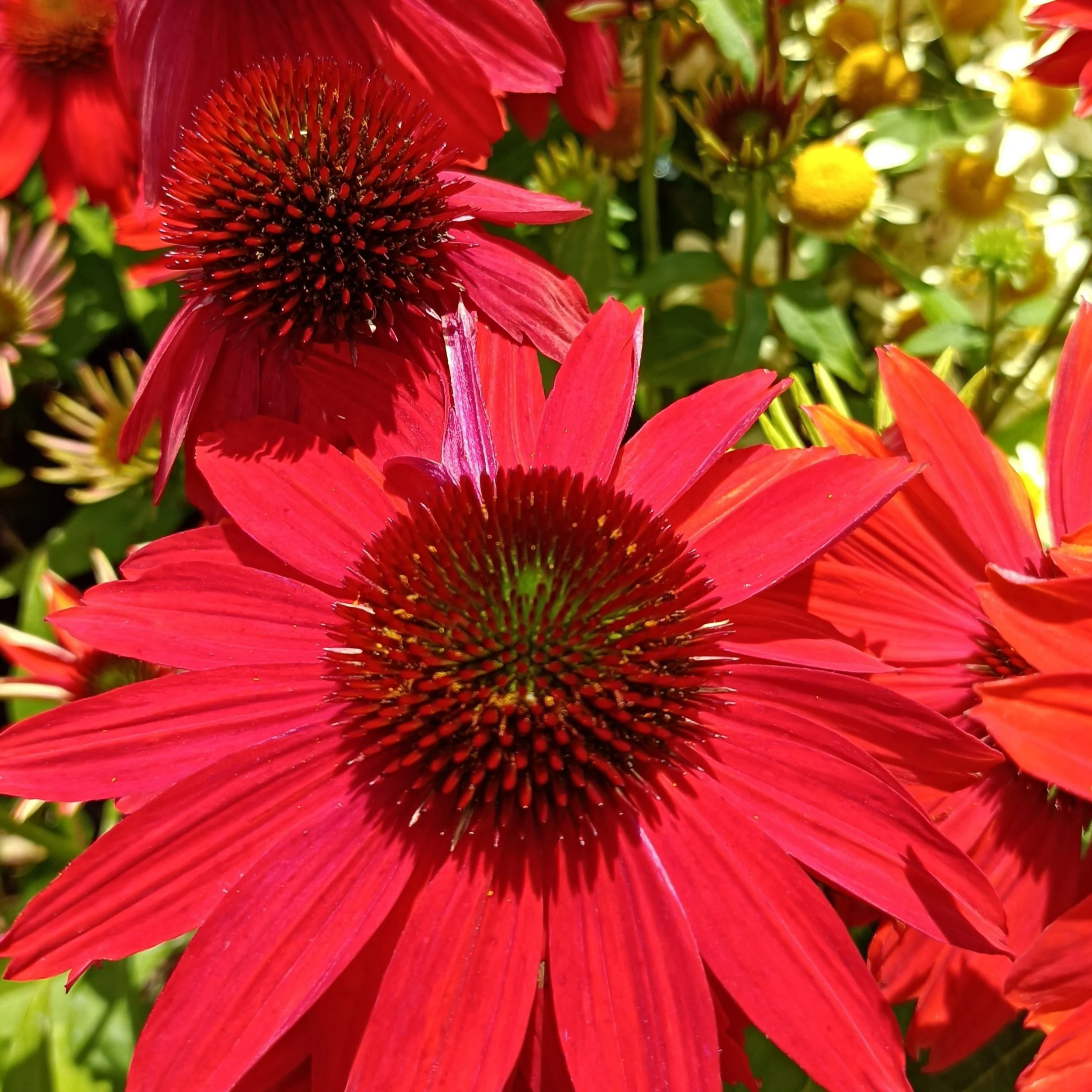 Echinacea purpurea 'Lakota Red