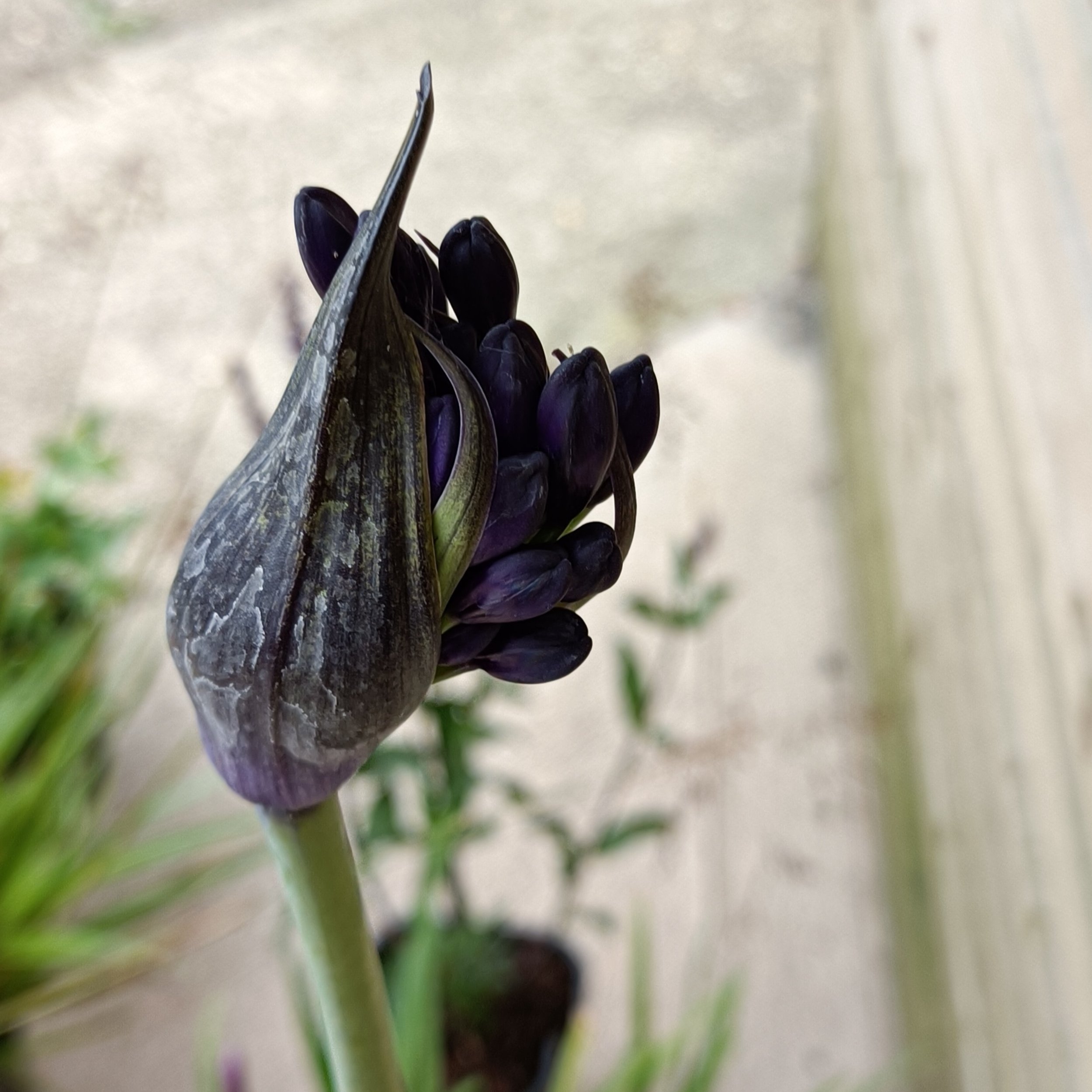 Agapanthus 'Black Magic'