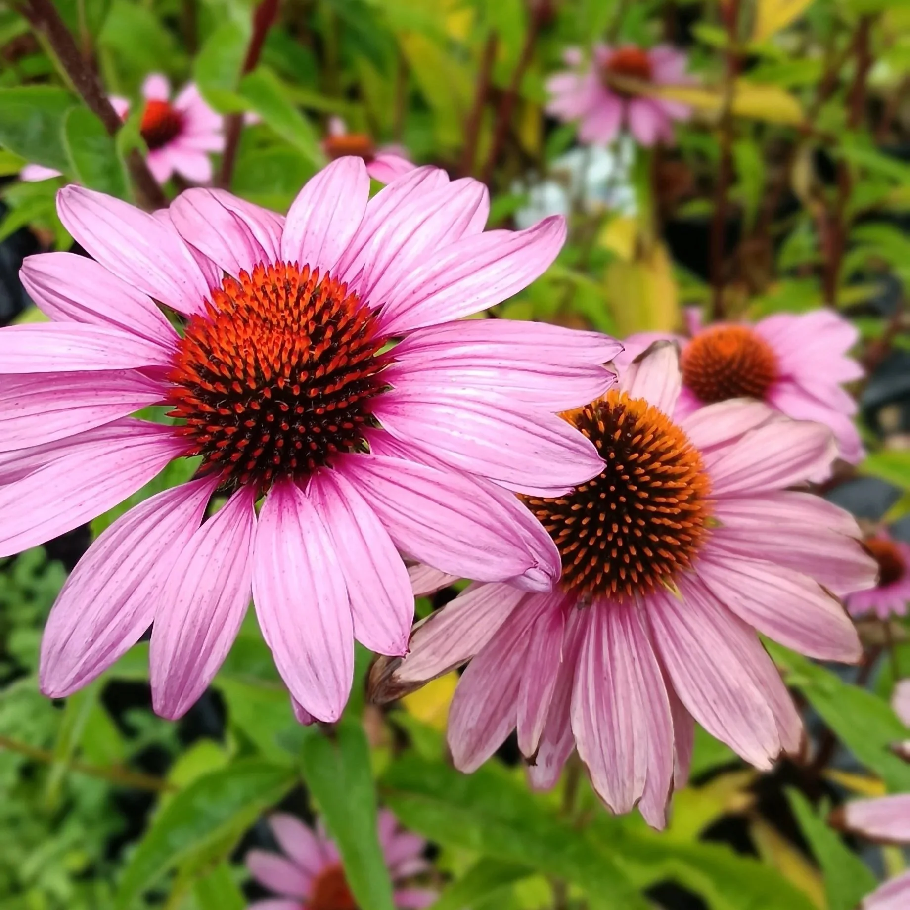 Echinacea purp. 'Magnus' - 3Ltr Pots