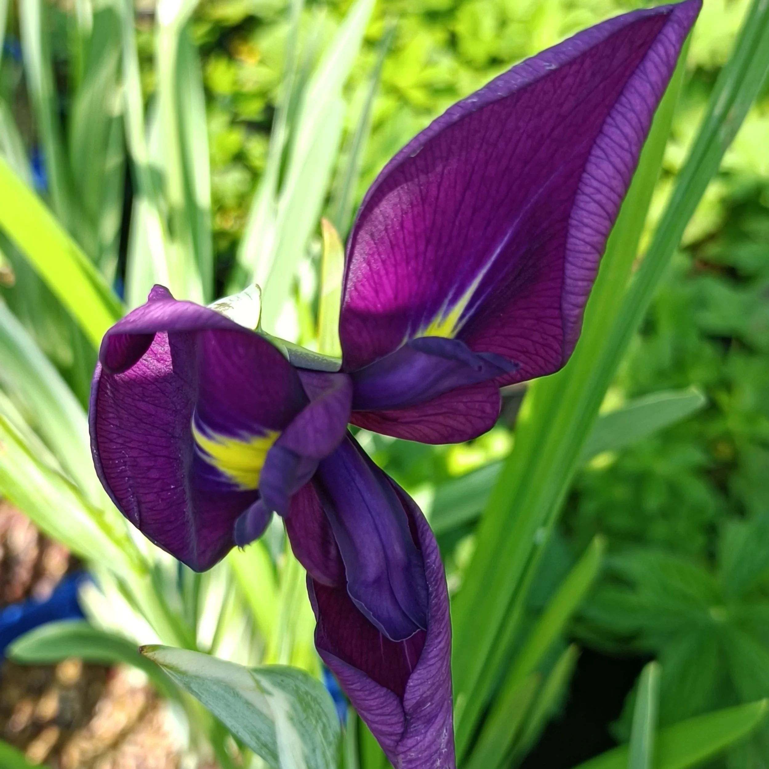 Iris ensata 'Variegata' - 3Ltr Pots