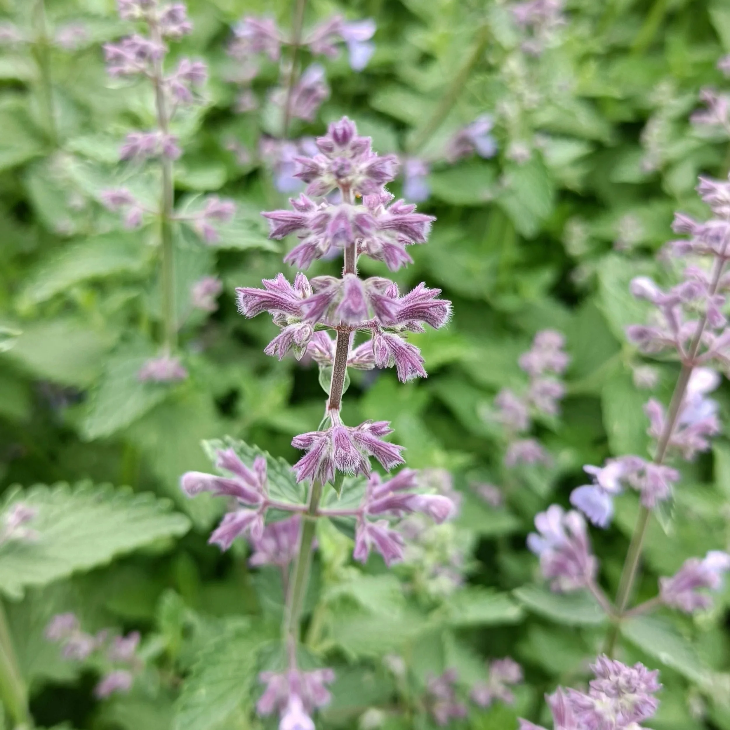 Nepeta Walkers Low - 3Ltr Pots