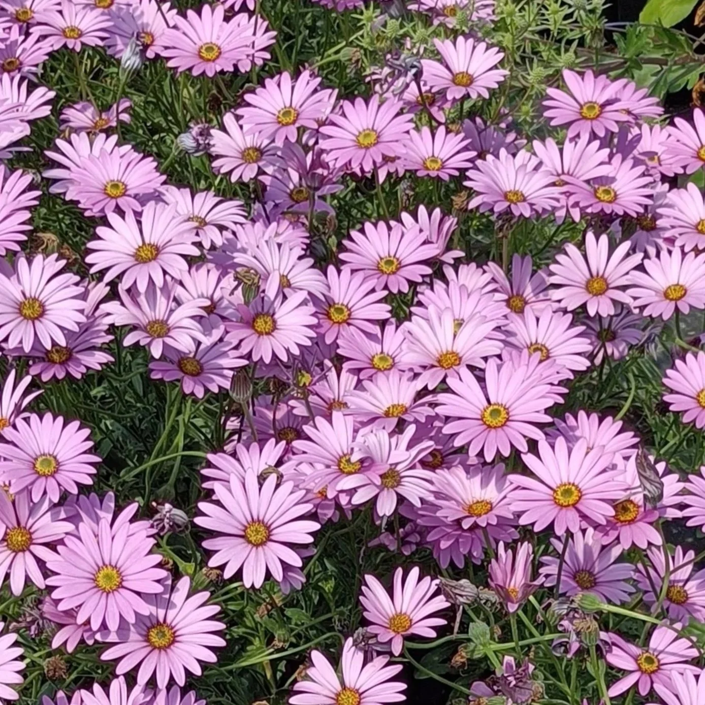 Osteospermum 'Compactum' - 2Ltr Pots