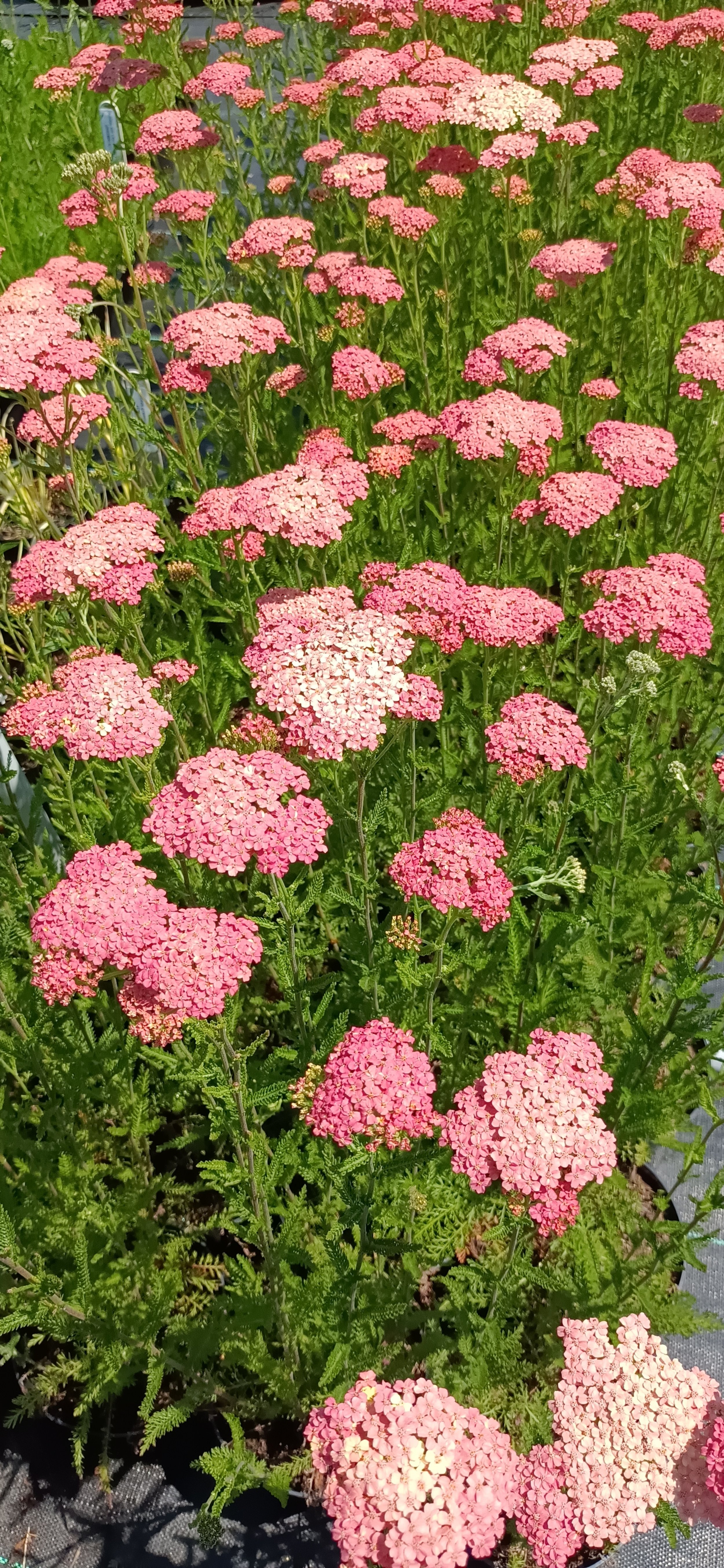 Achillea millefolium 'Salmon Beauty' 2ltr