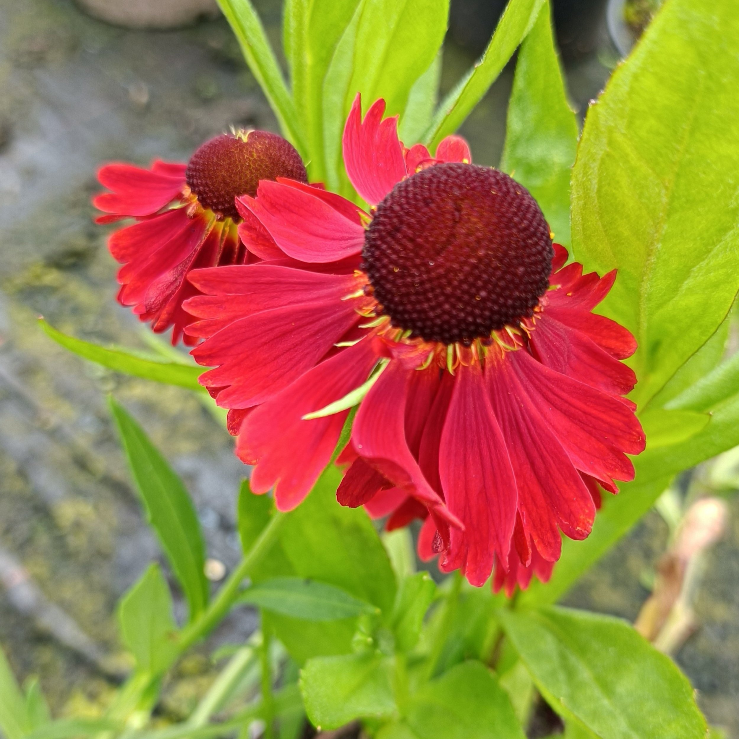 Helenium 'Moerheim Beauty' - 3Ltr Pots