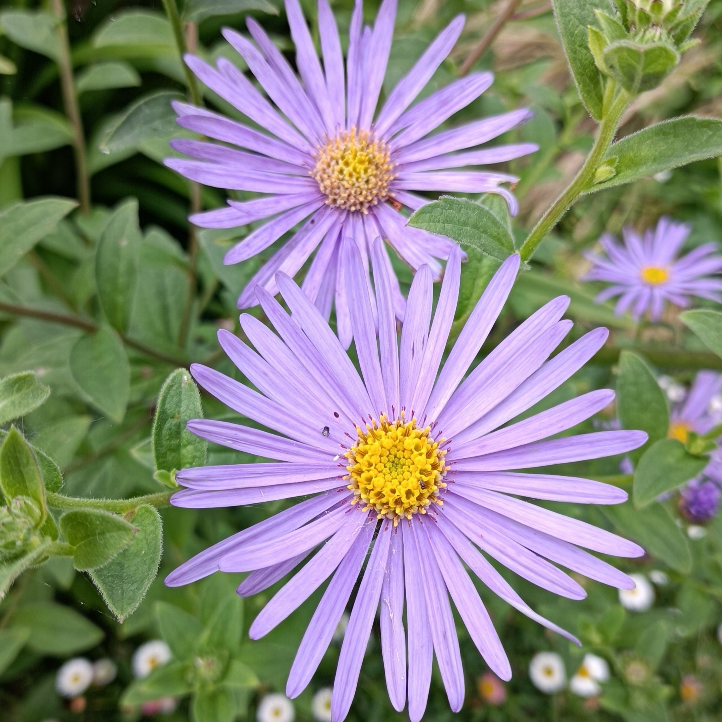 Aster x frikartii 'Monch - 2Ltr Pots