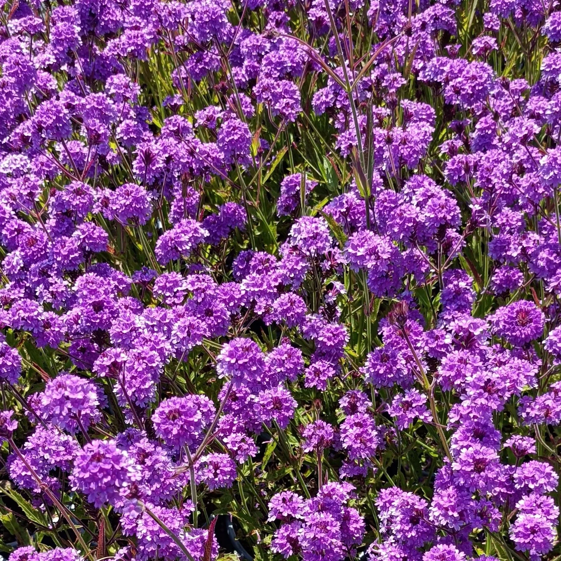 Verbena 'rigida' - 3Ltr Pots