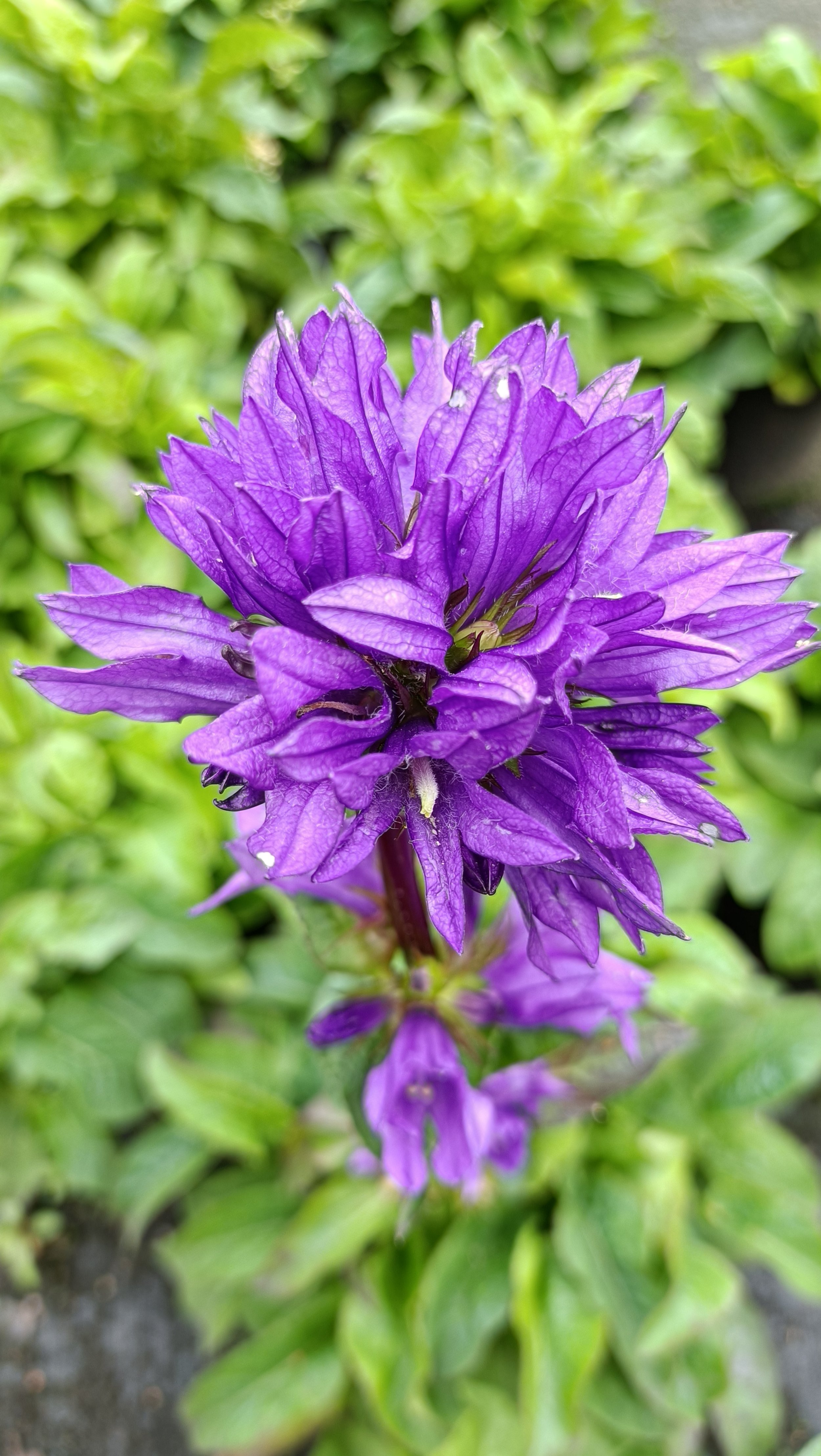 Campanula glomerata 'Superba - 3Ltr Pots