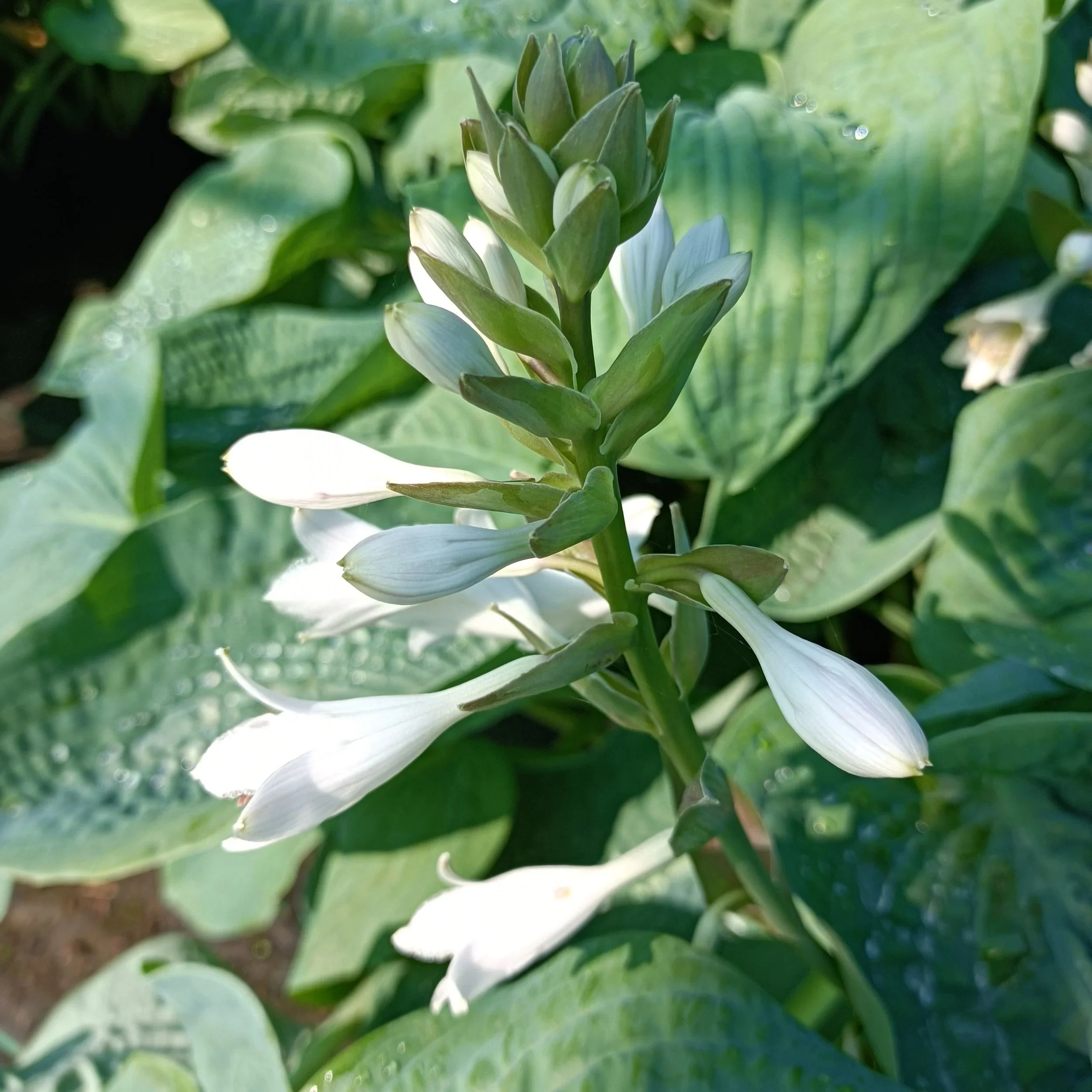 Hosta sie. var. 'Elegans' - 3Ltr Pots