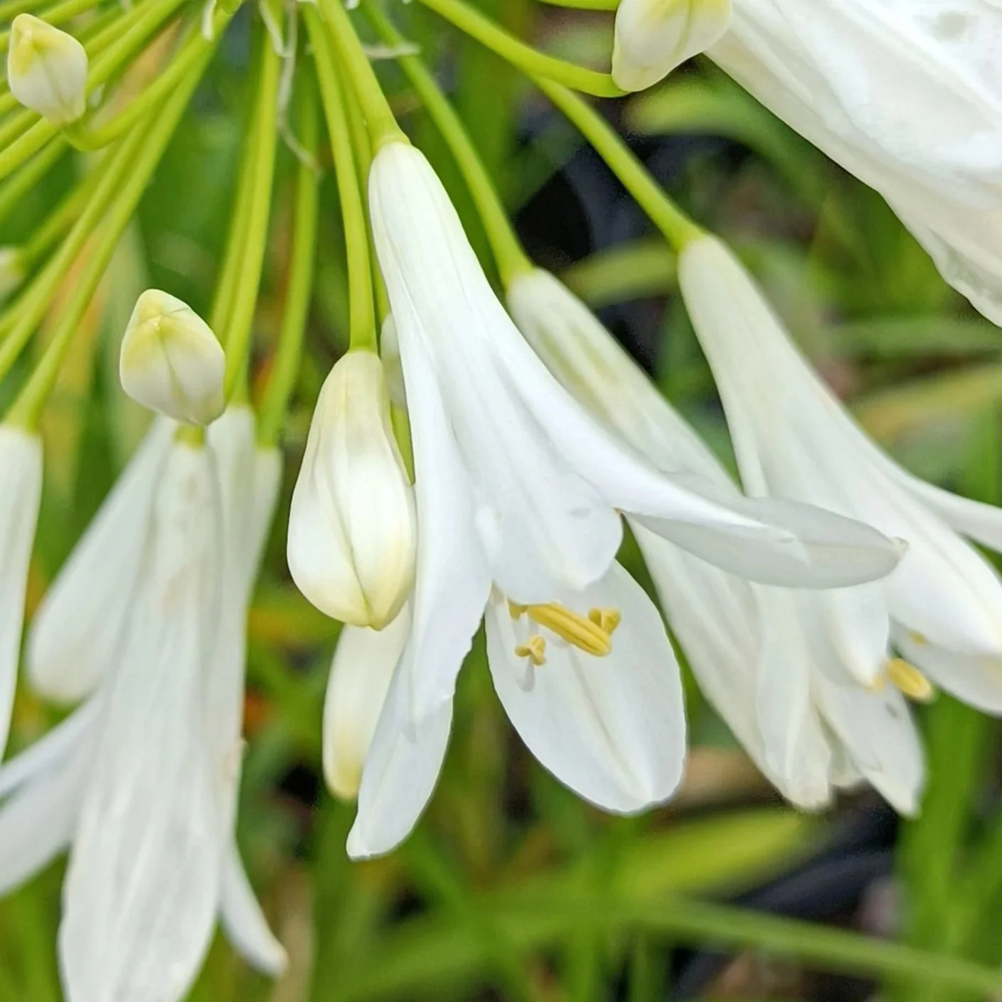Agapanthus 'Snow Crystal' - 3Ltr pots