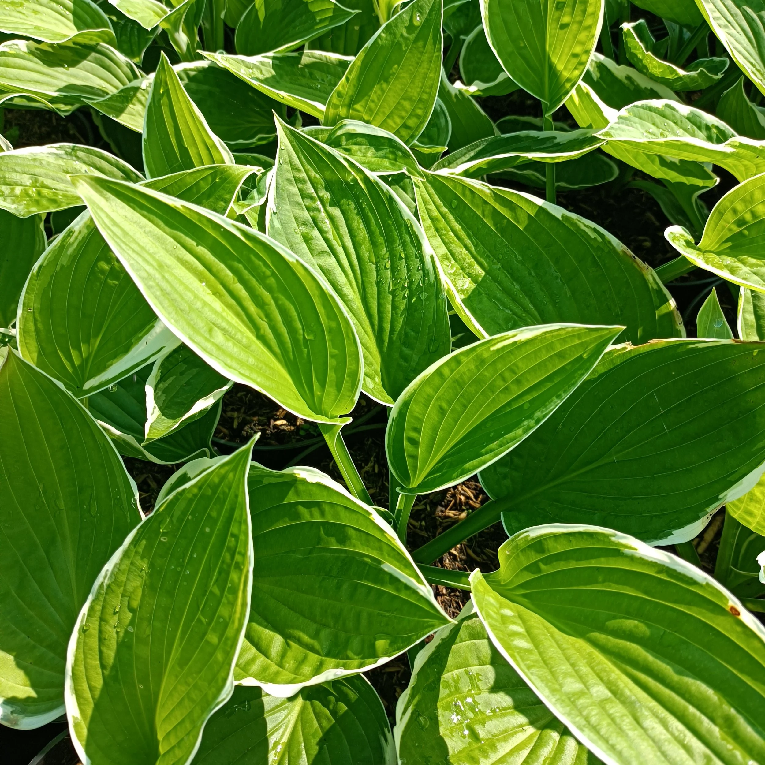 Hosta 'Francee' - 3Ltr Pots