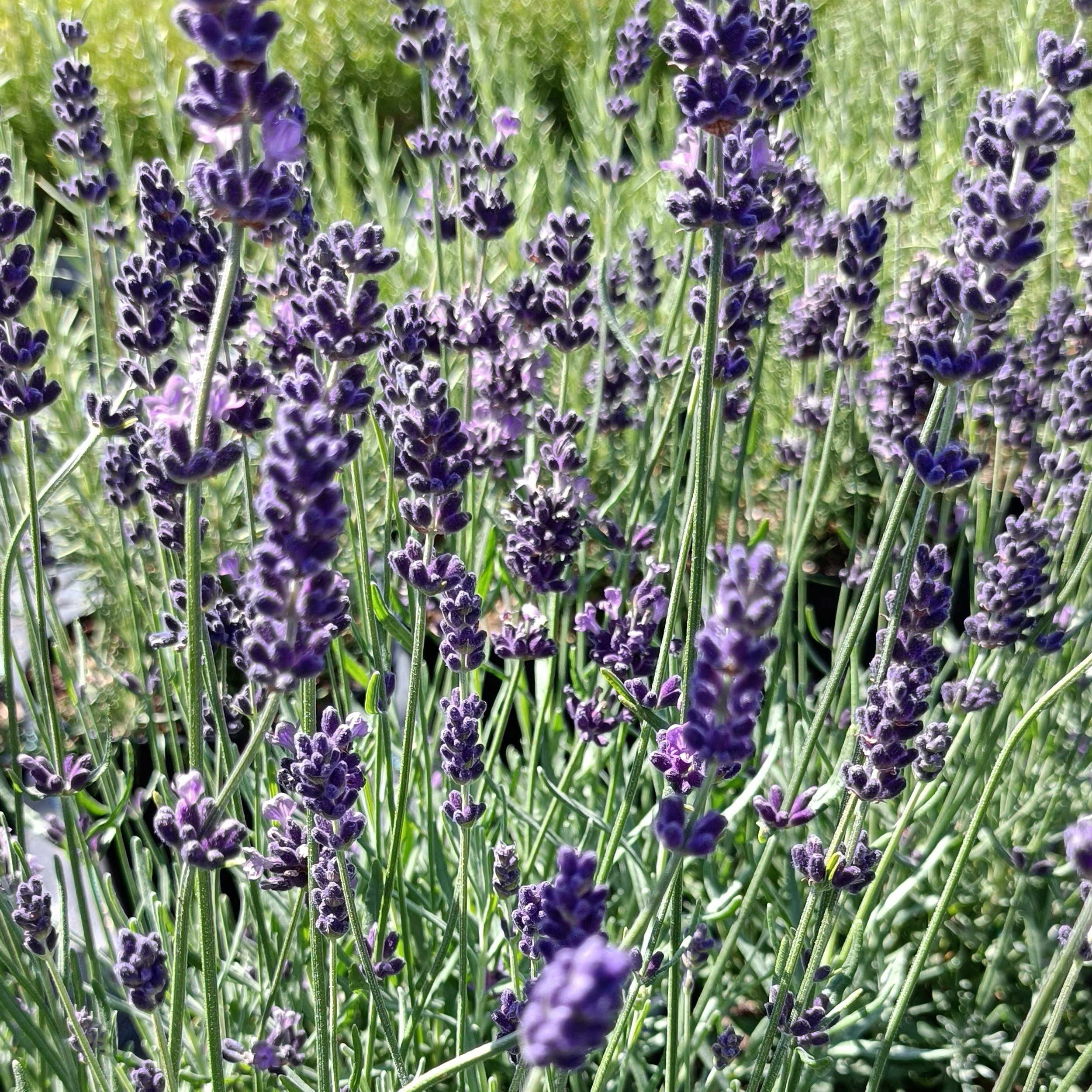 Lavandula angustifolia Hidcote - English lavender - Shrub