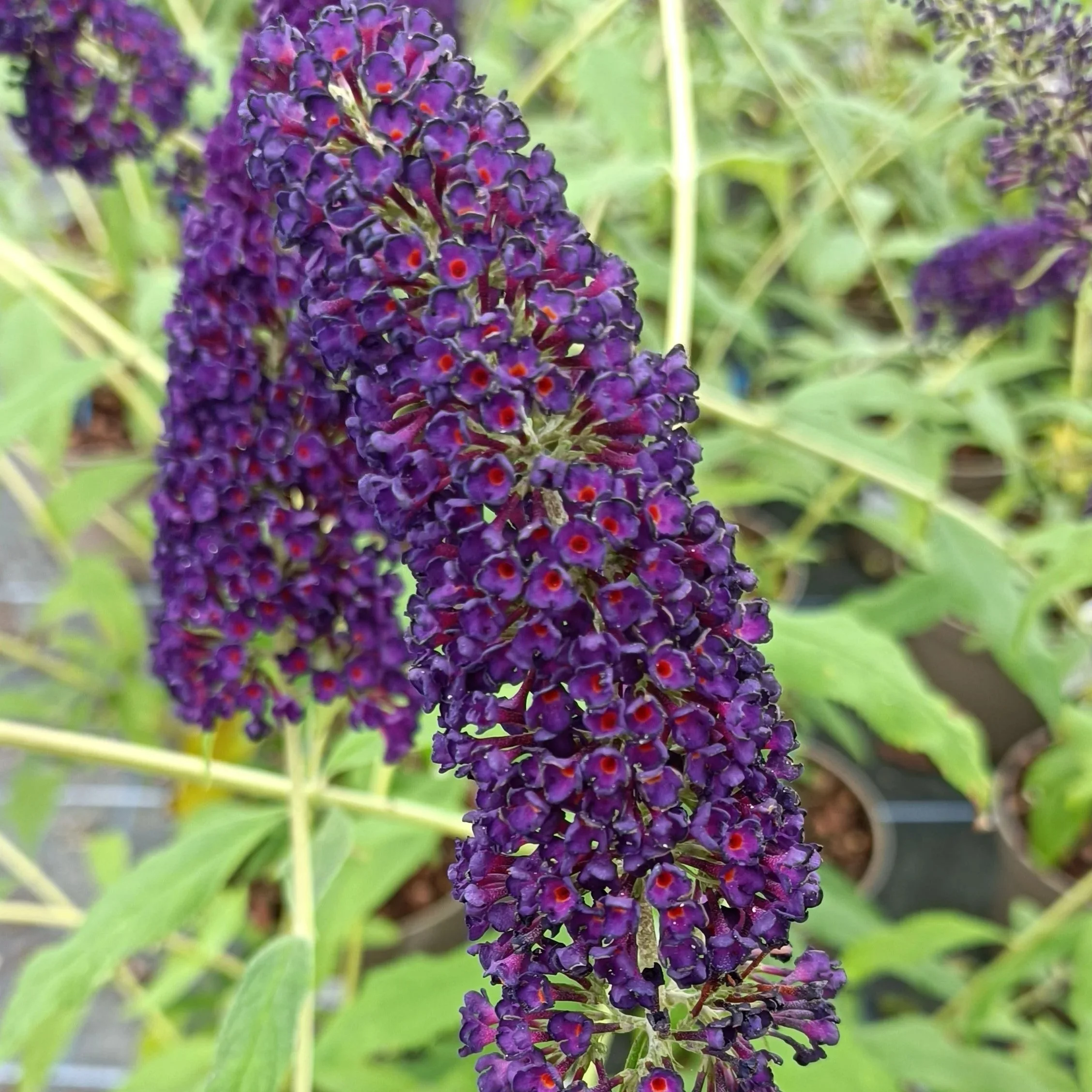 Buddleja davidii 'Black Knight'