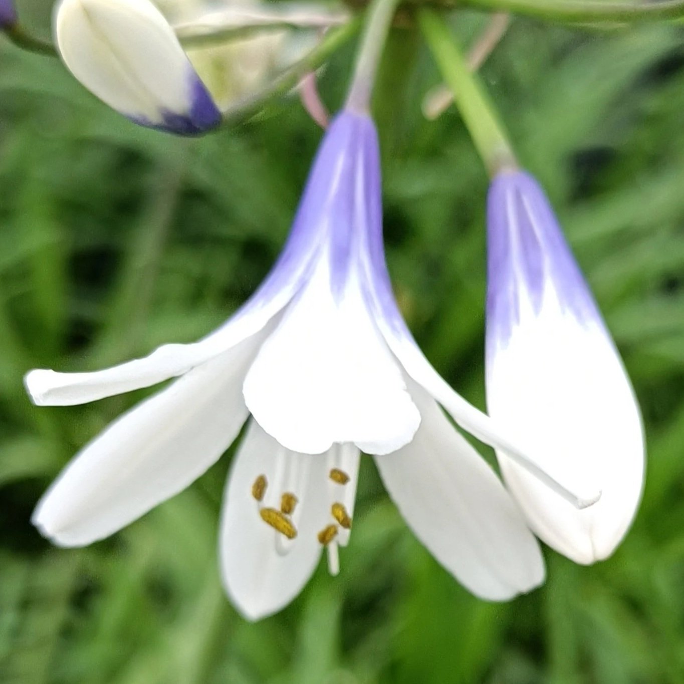 Agapanthus 'Twister' - 3Ltr Pots