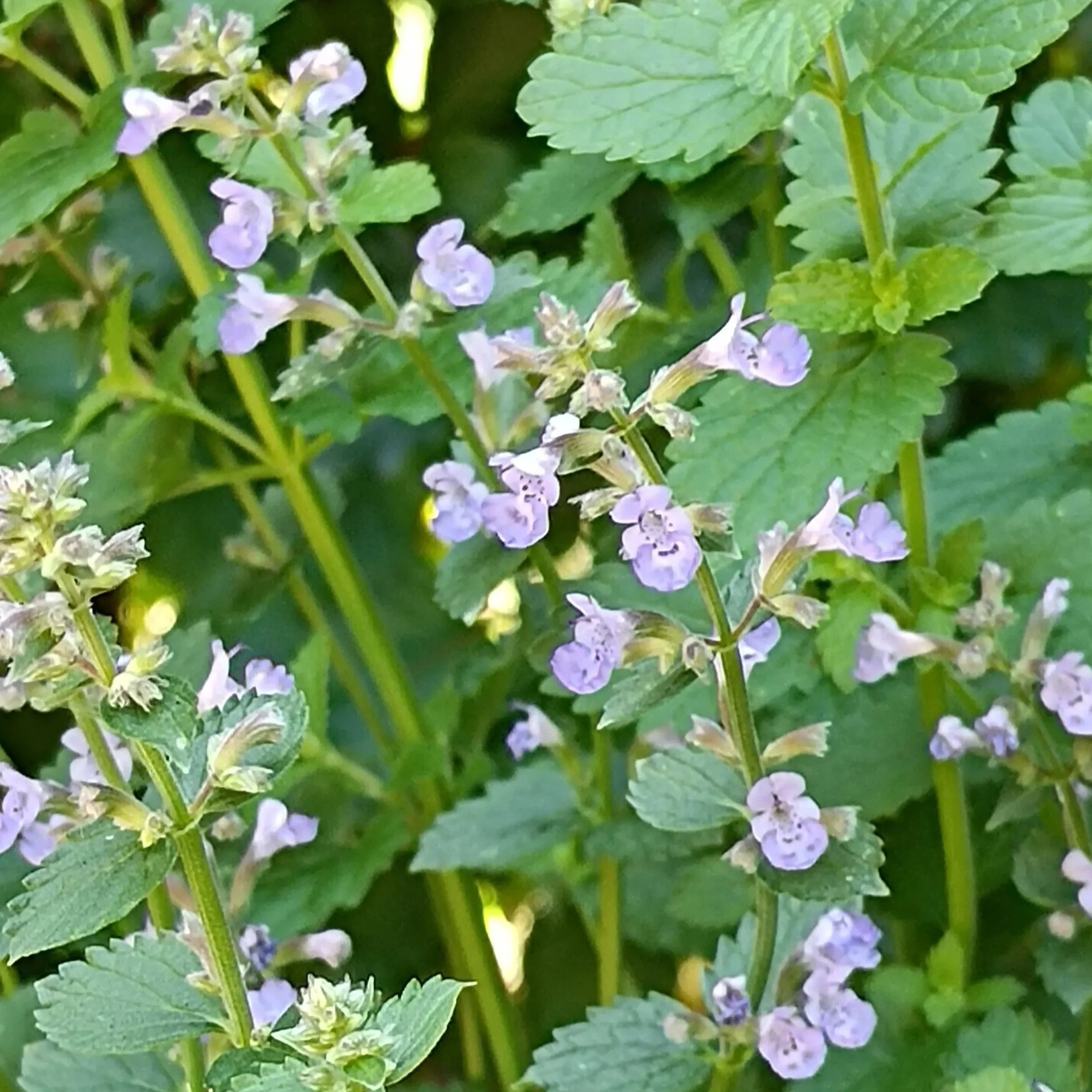 Nepeta 'Purrsian Blue' - 2Ltr Pots