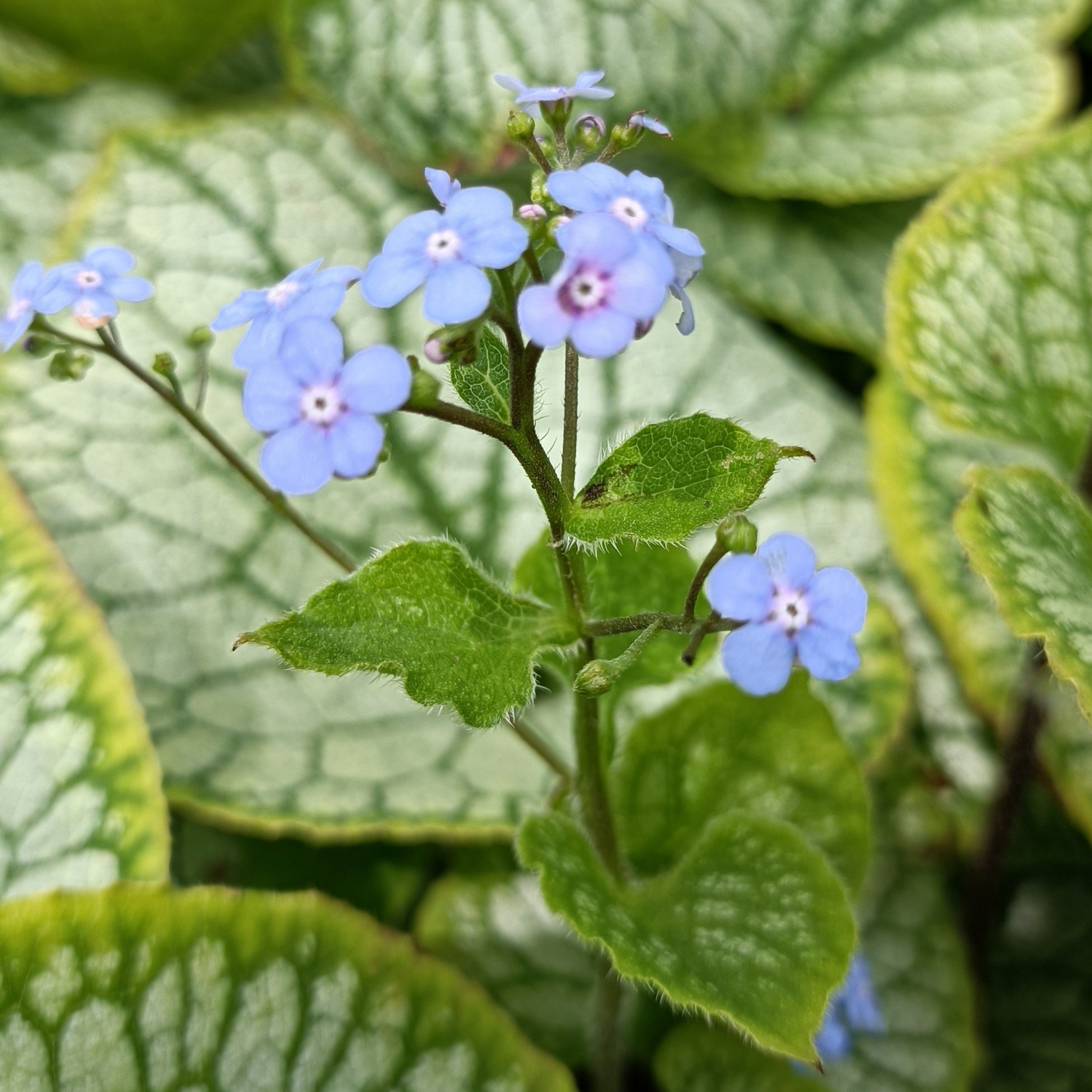 Brunnera macrophylla Jack Frost flowers