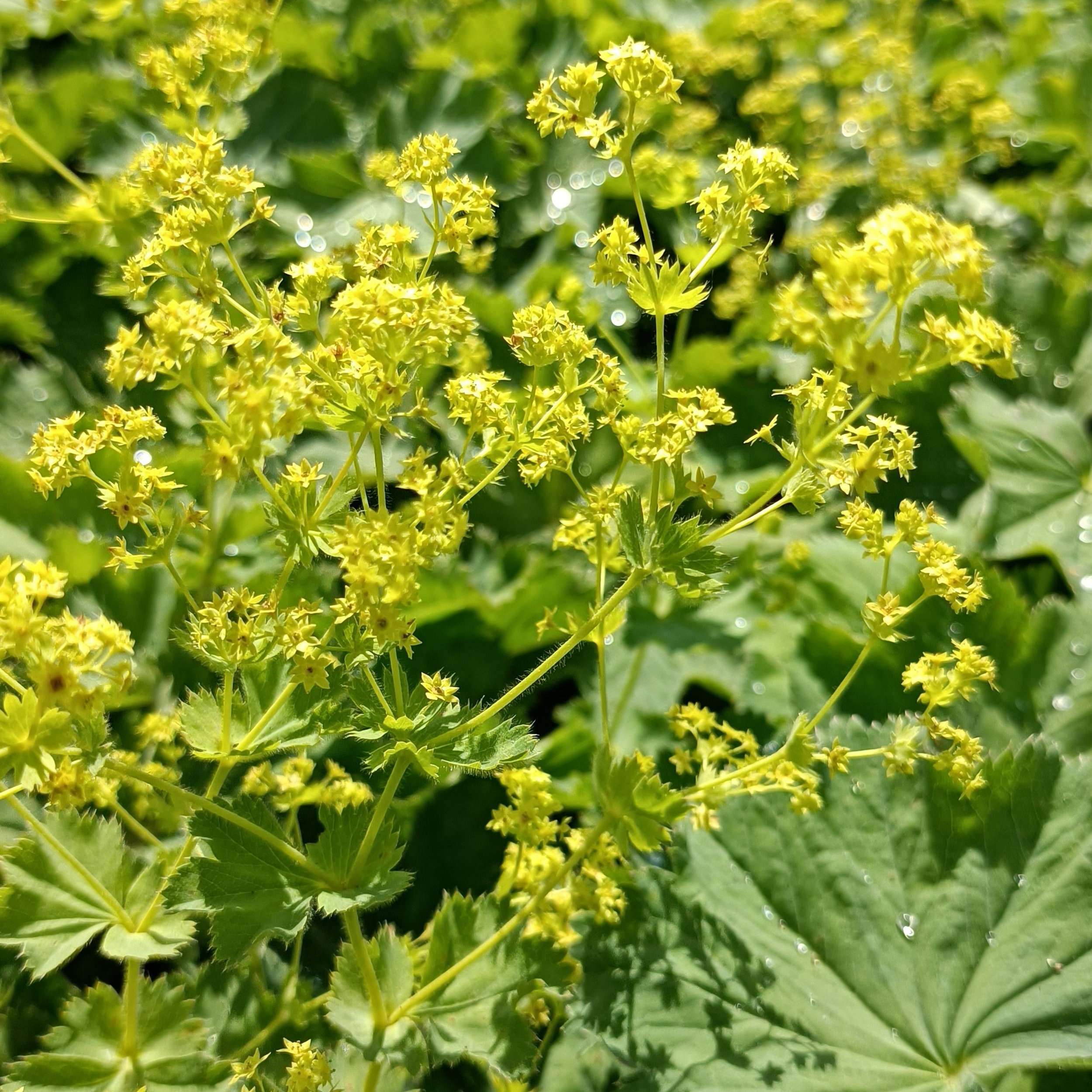 Alchemilla mollis