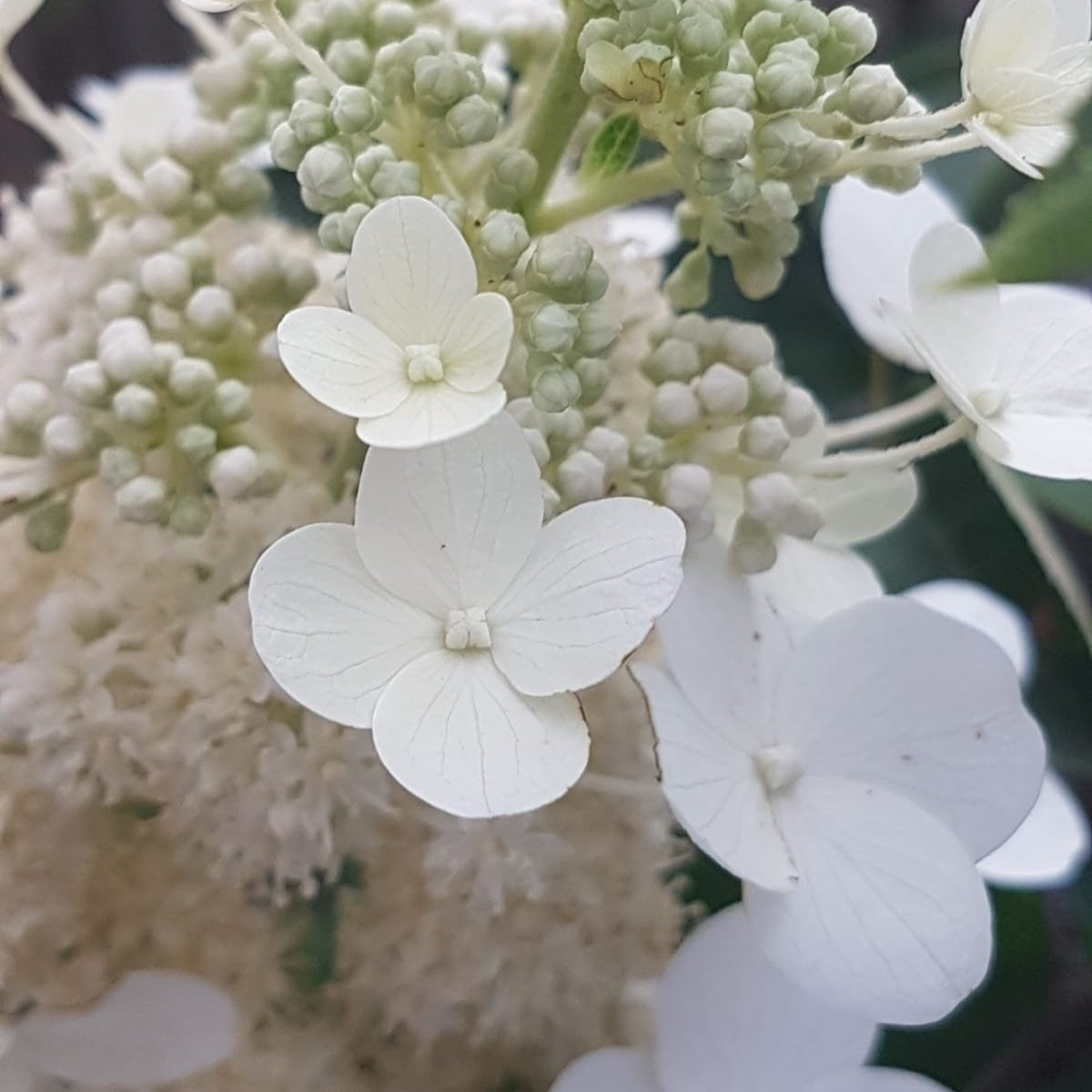 Hydrangea paniculata 'Grandiflora'