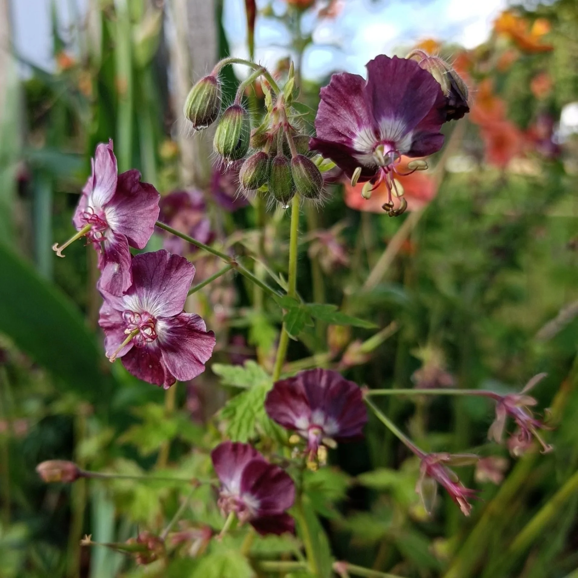 Geranium Phaeum - 3Ltr Pots