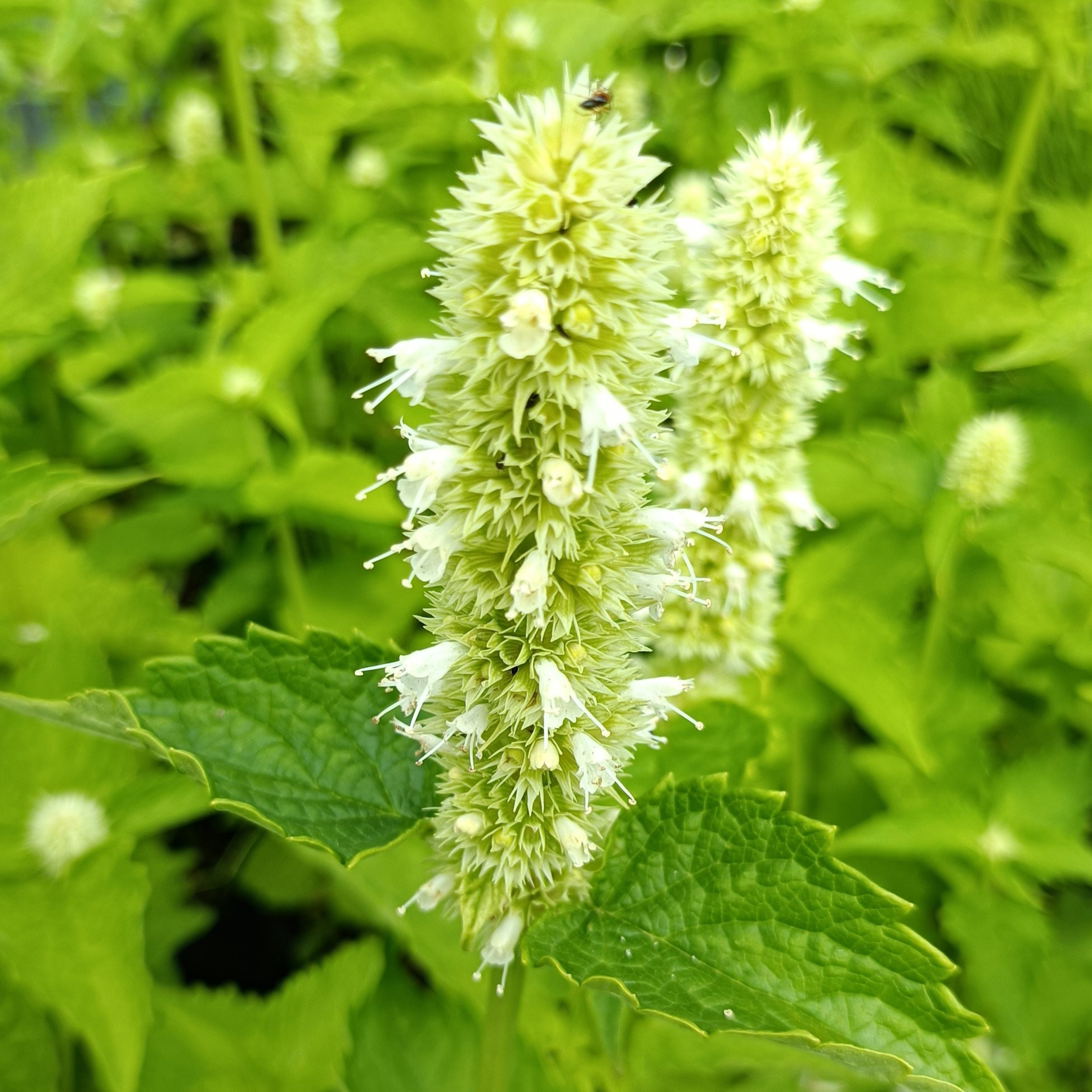 Agastache rugosa 'Alabaster'
