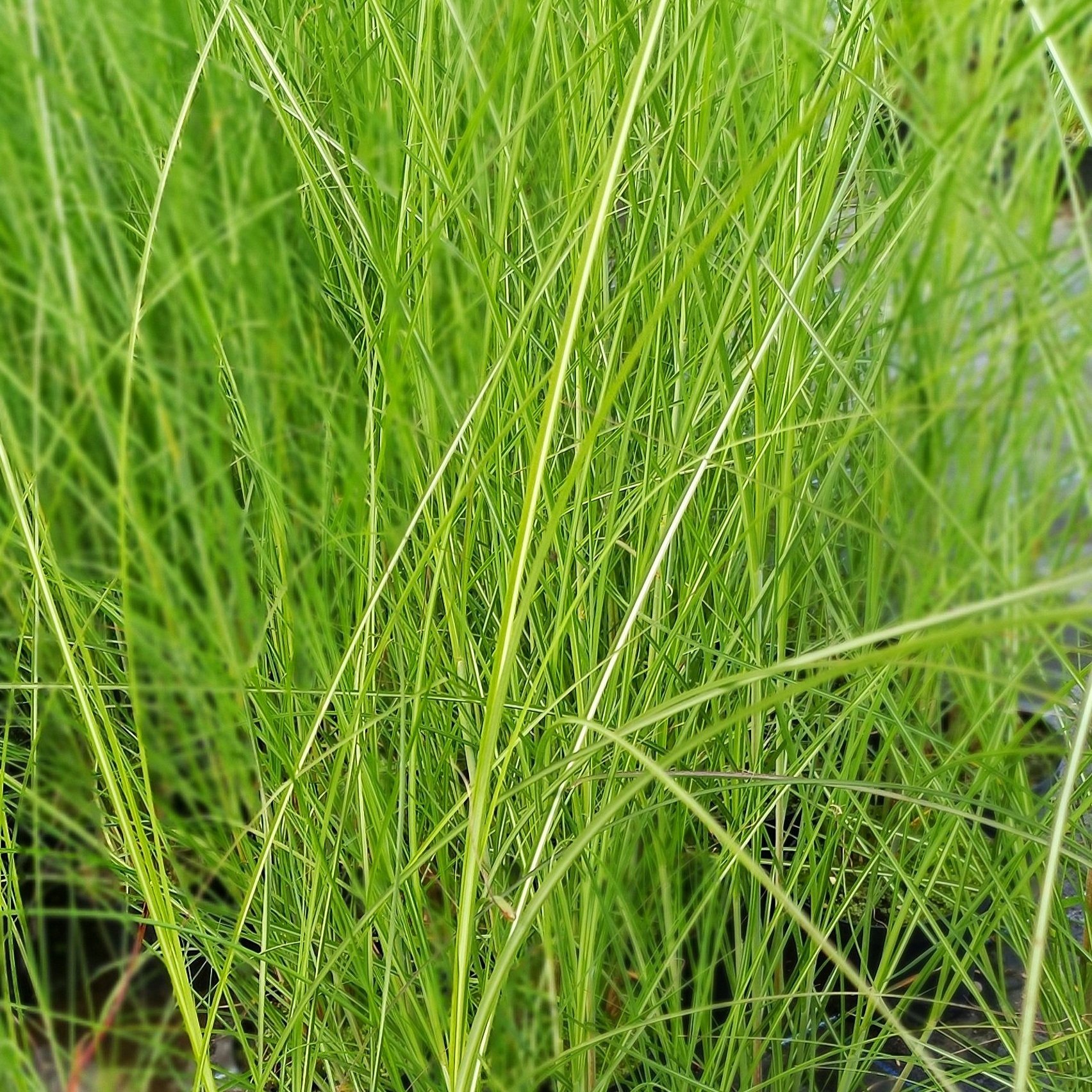 Miscanthus sinensis 'Gracillimus'