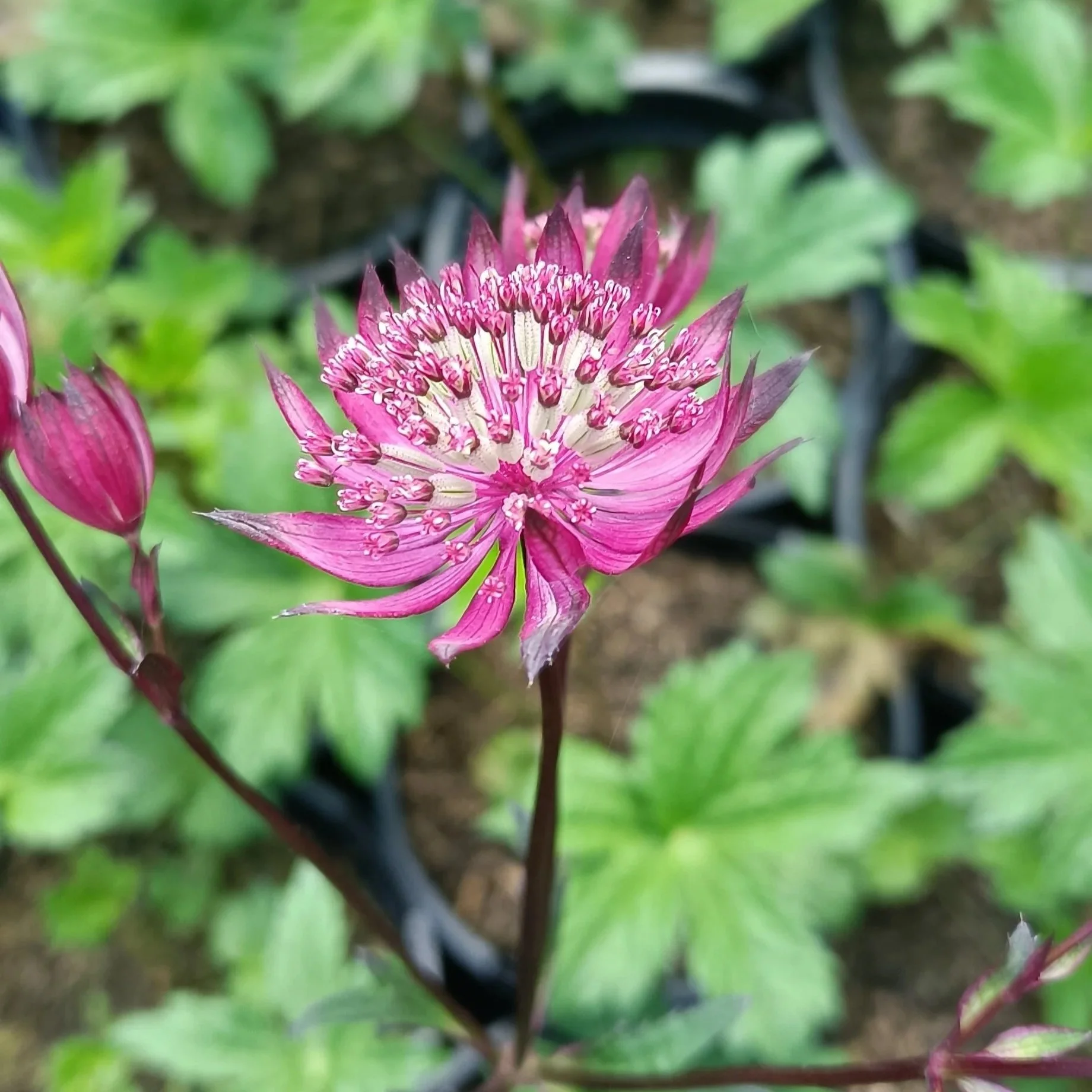 Astrantia major 'Astra red - 2Ltr Pots