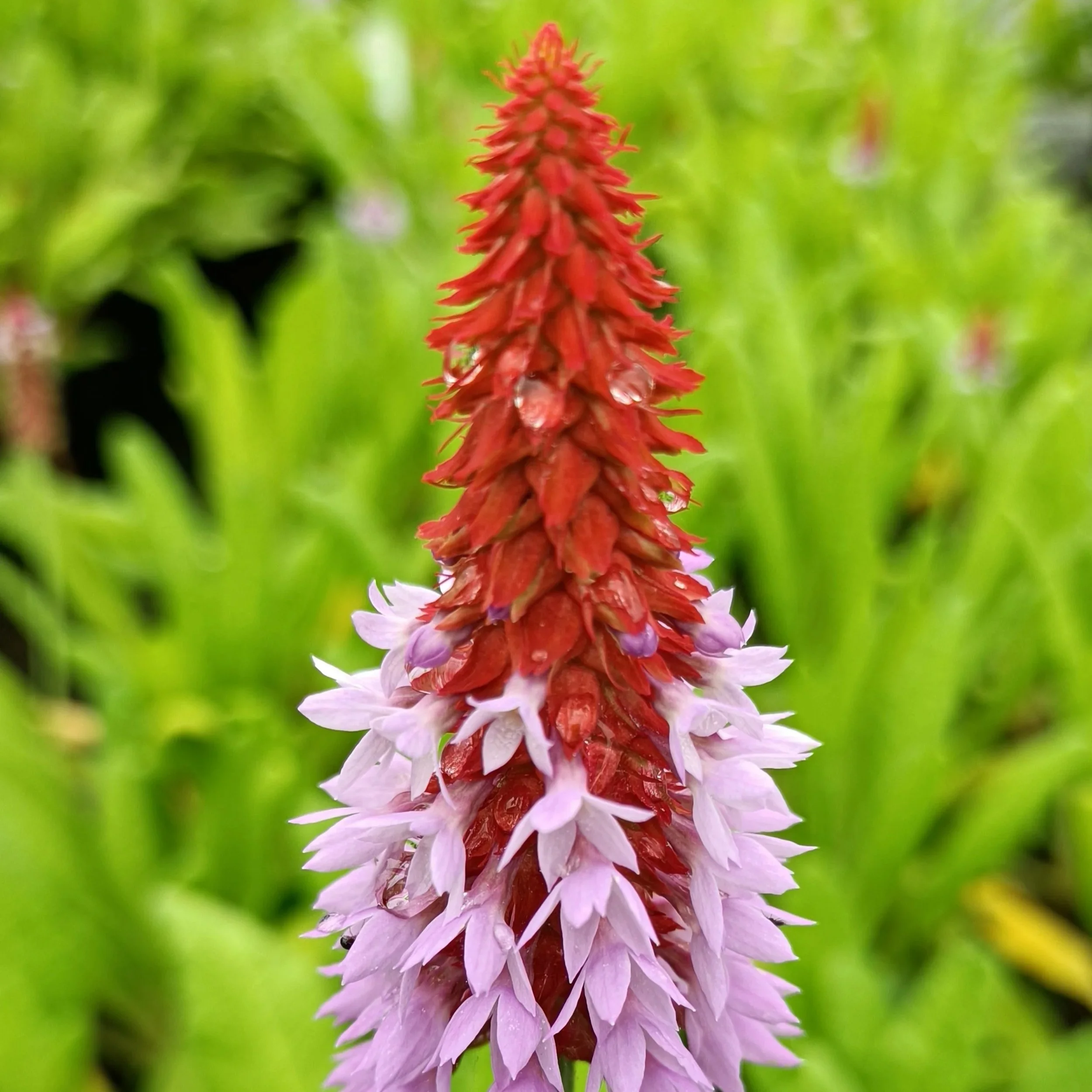Primula 'Vialii' - 2Ltr Pots