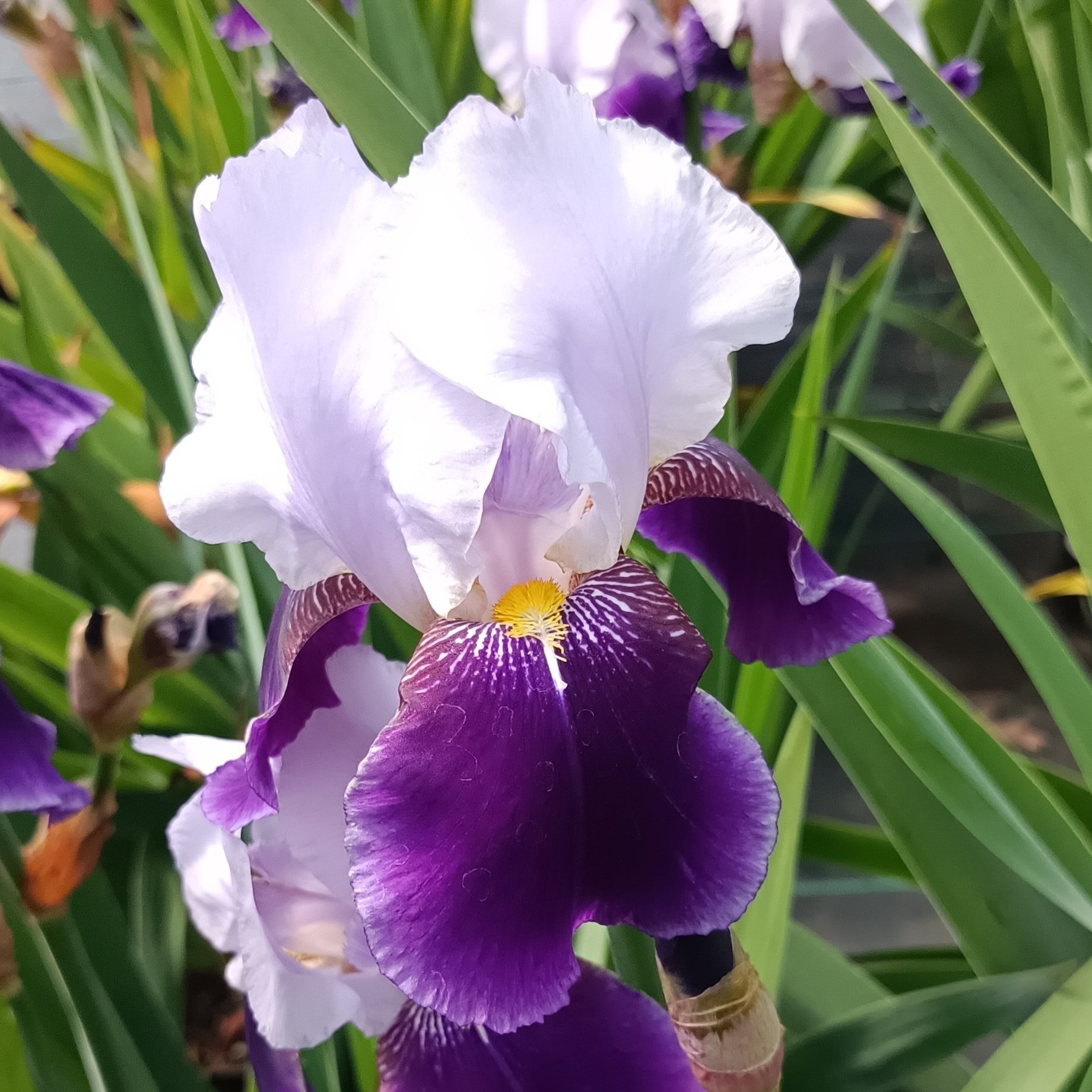 Iris germanica 'Braithwaite' - 3Ltr Pots