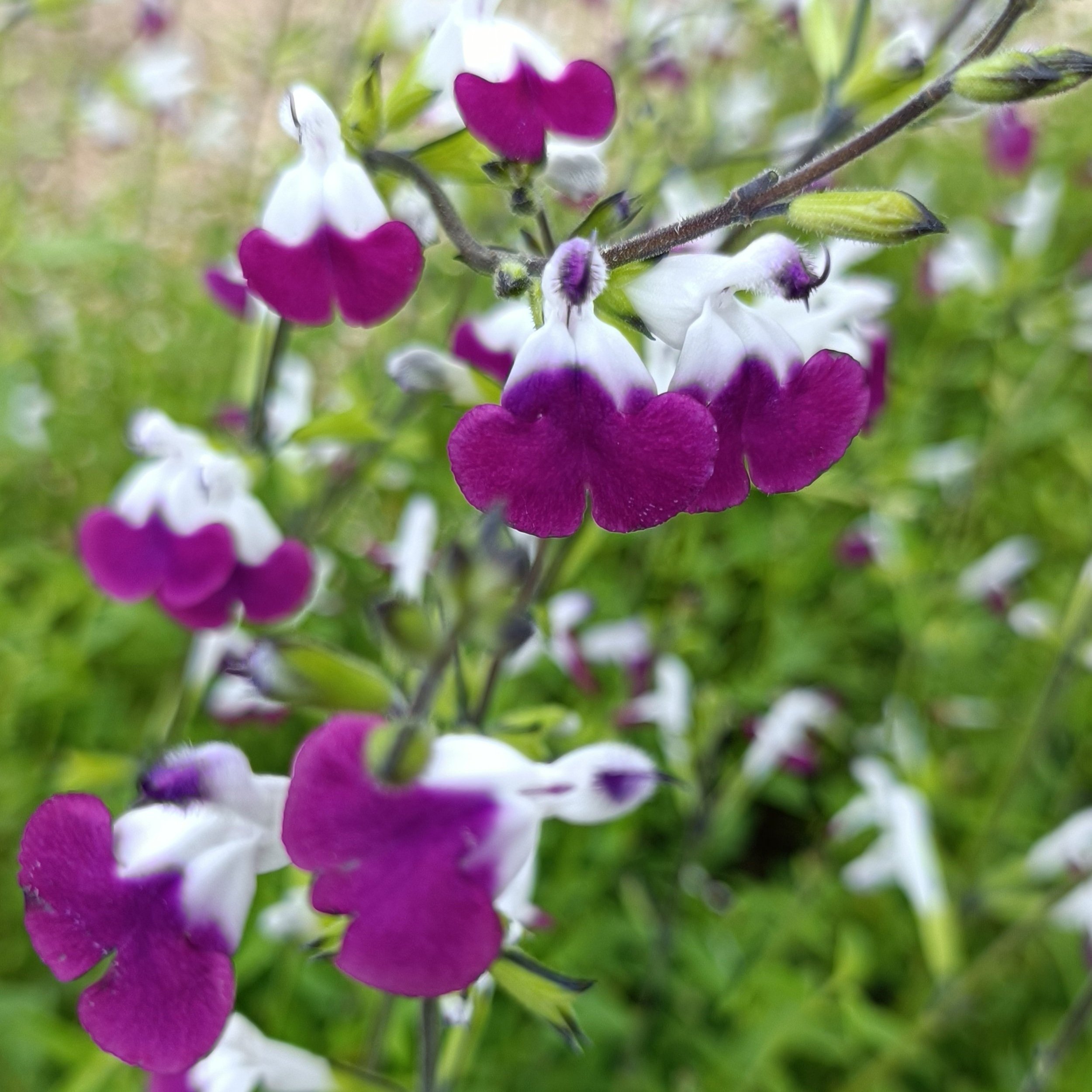 Salvia greggii 'Amethyst Lips'