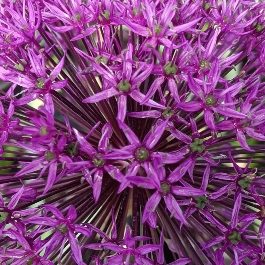 Allium 'Purple Sensation' - 3ltr Pots