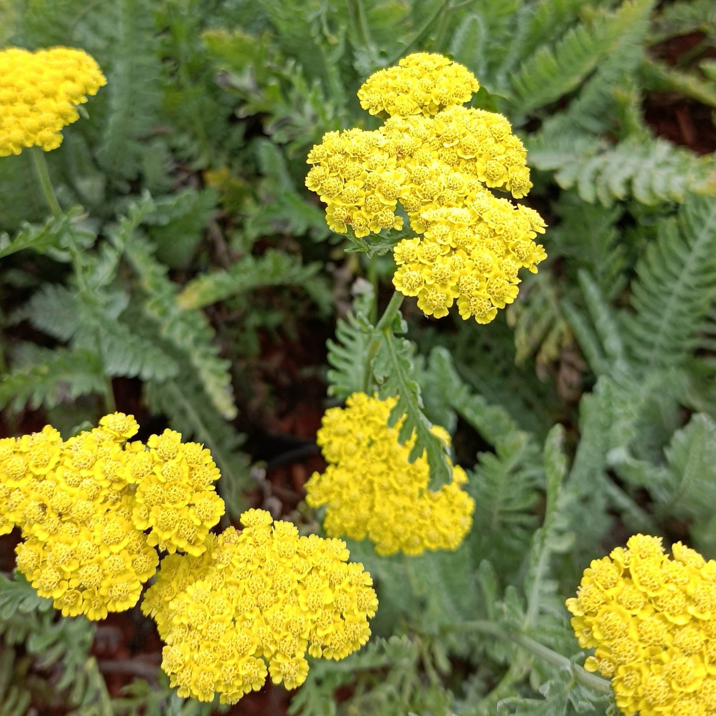 Achillea 'Moonshine'