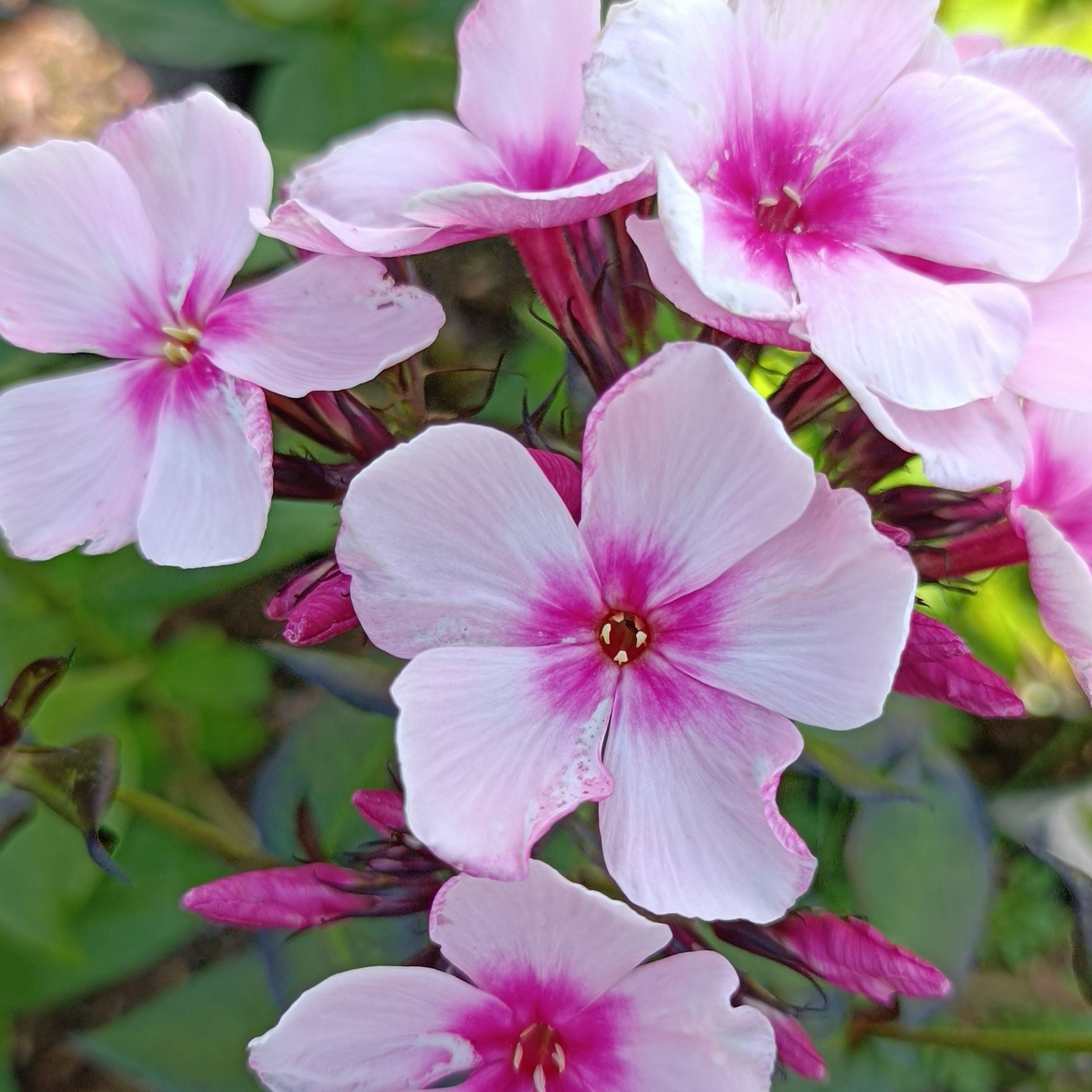 Phlox paniculata 'Bright Eyes' - 3Ltr Pots