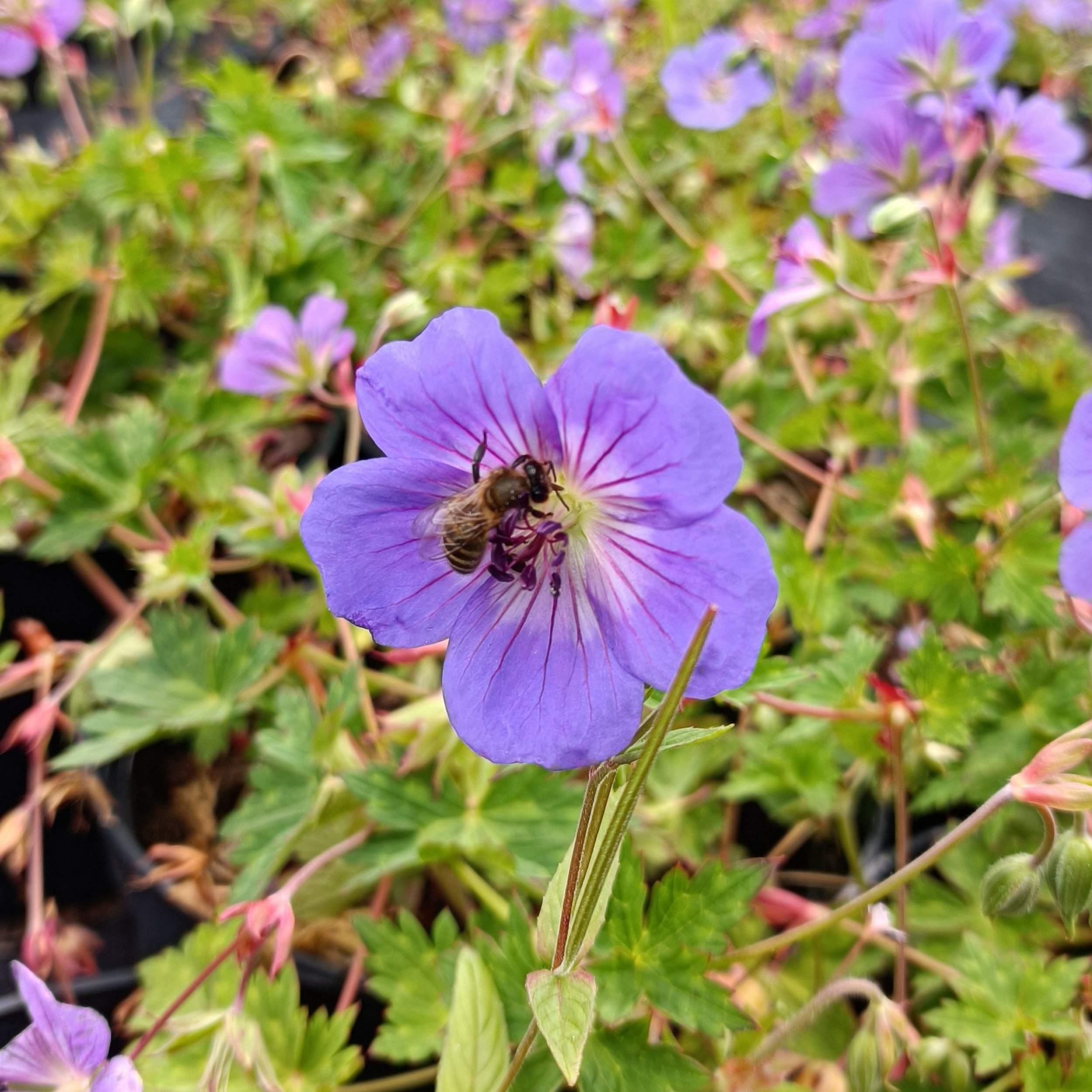 Geranium Rozanne