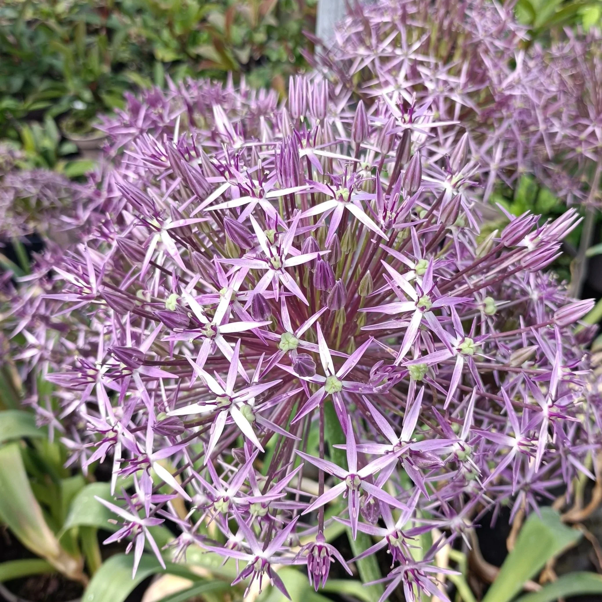 Allium alb. Christophii 3LD