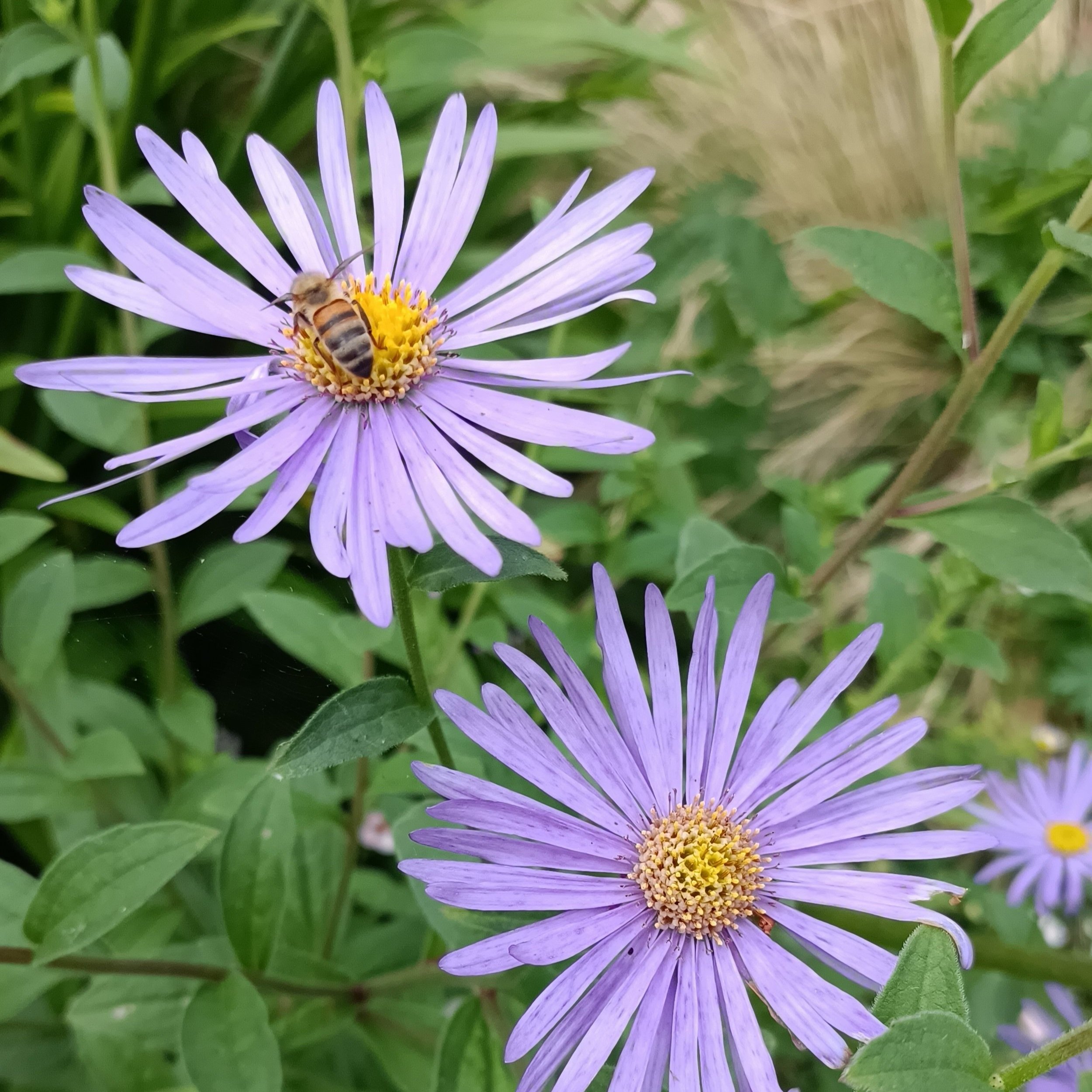 Aster x frikartii 'Monch - 2Ltr Pots