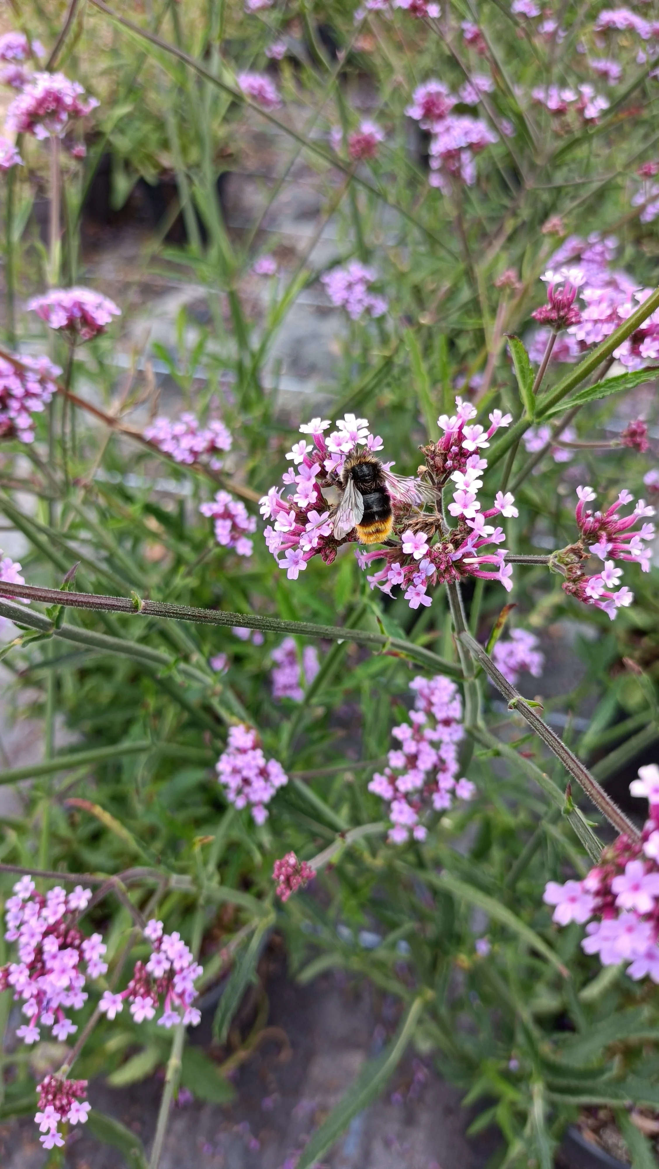 Verbena bonariensis Lollipop - 2Ltr Pots