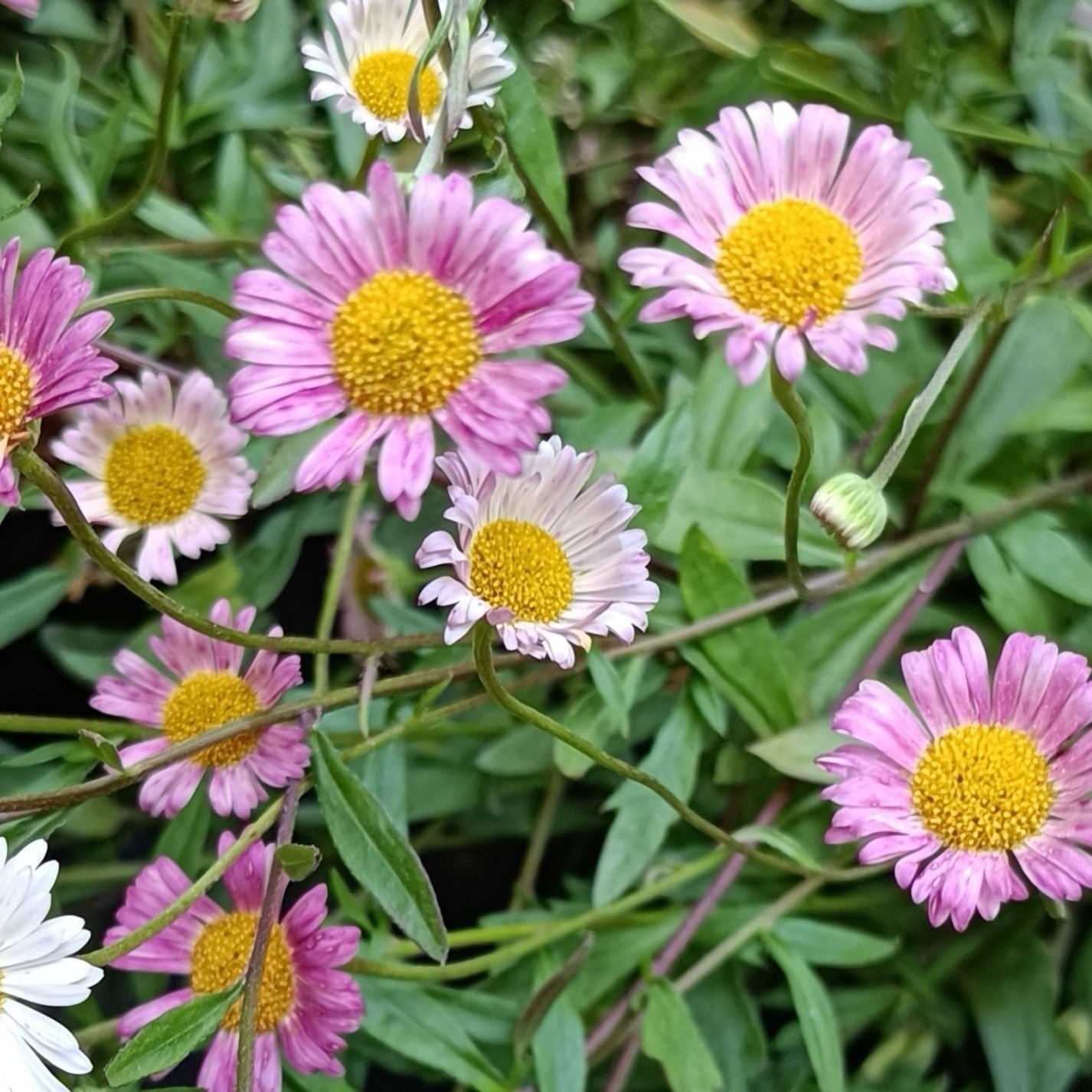 Erigeron 'Karvinskianus' - 2Ltr Pots