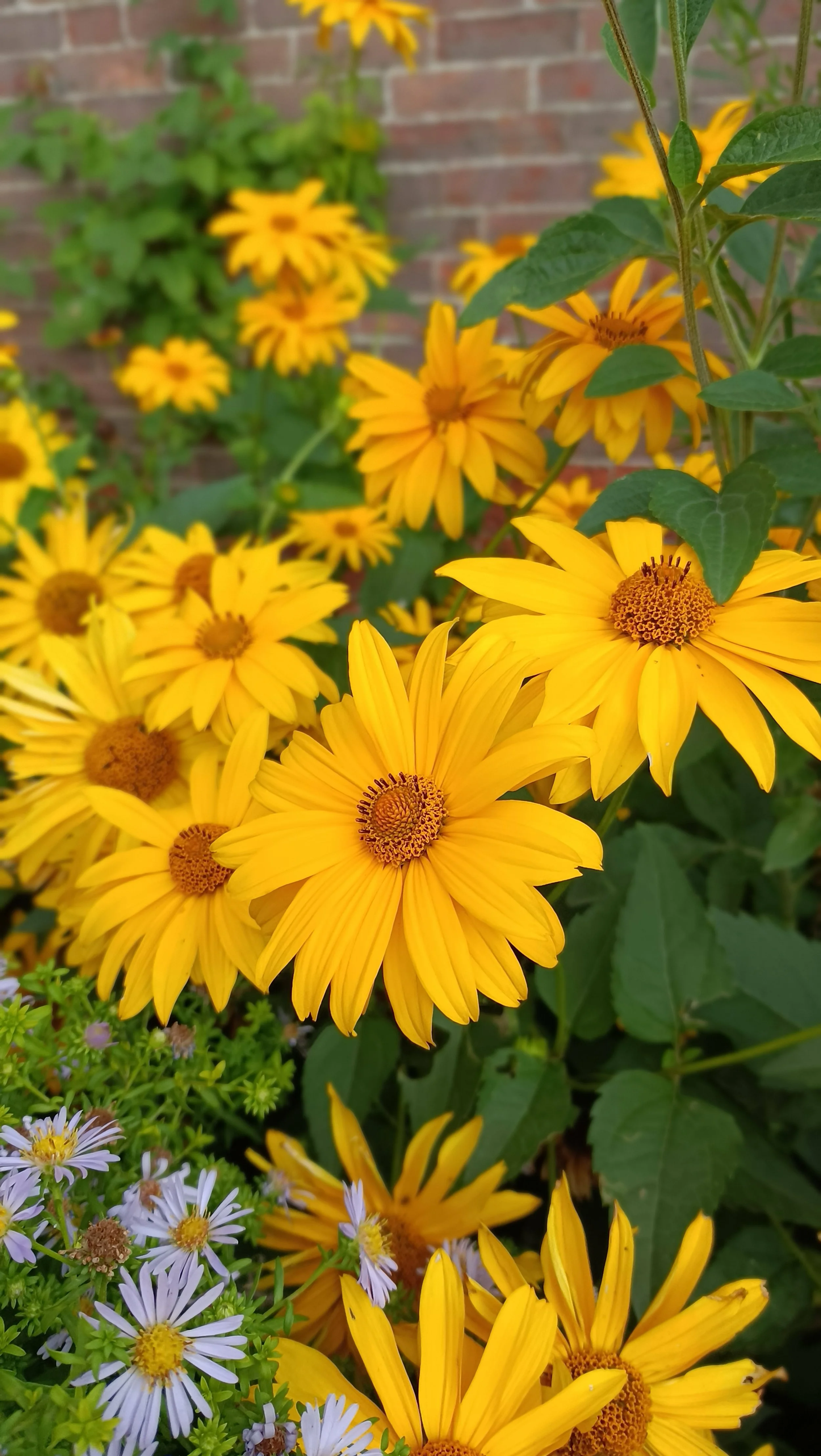 Rudbeckia 'Henry Eilers' - 3Ltr Pots