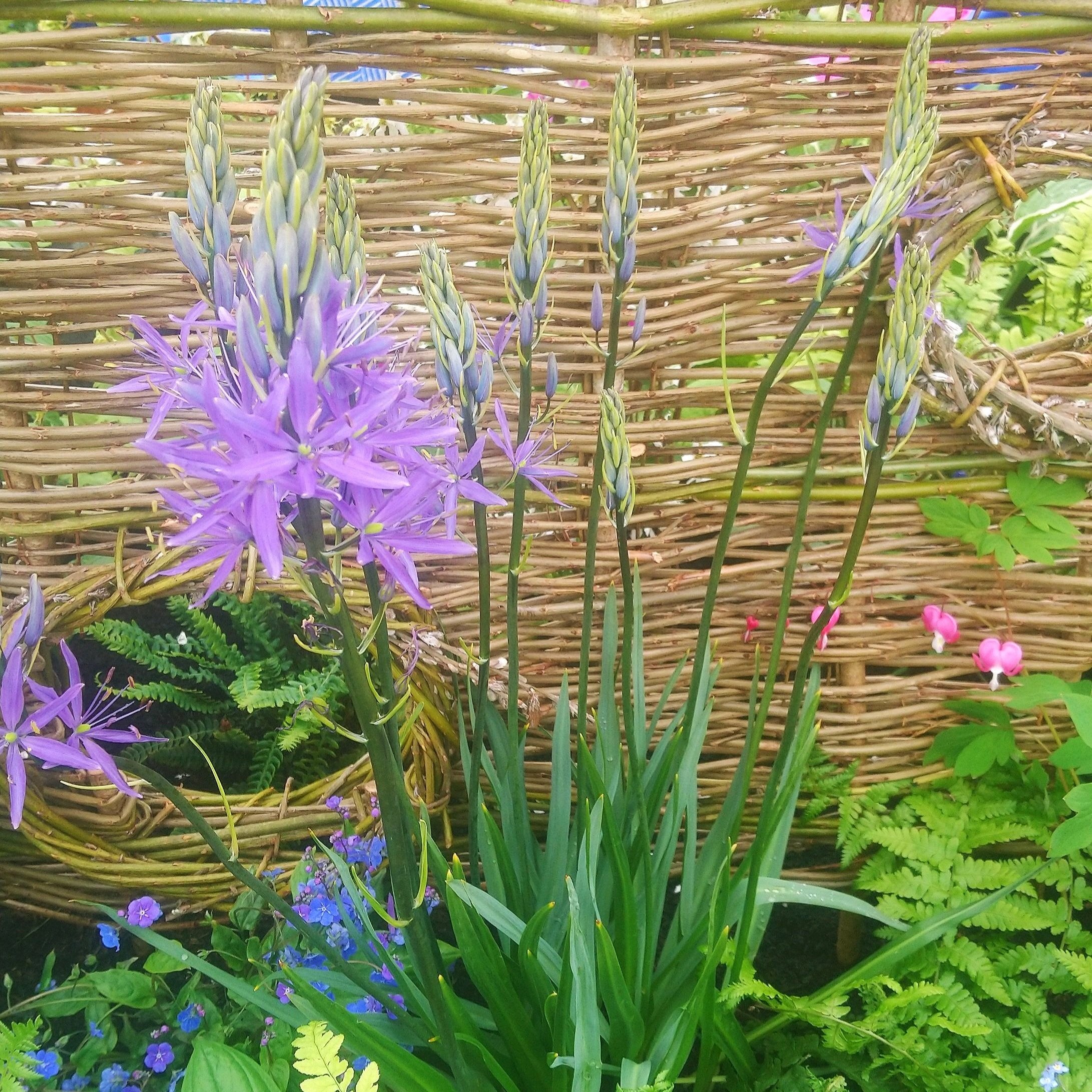 Camassia leichtlinii 'Caerulea'