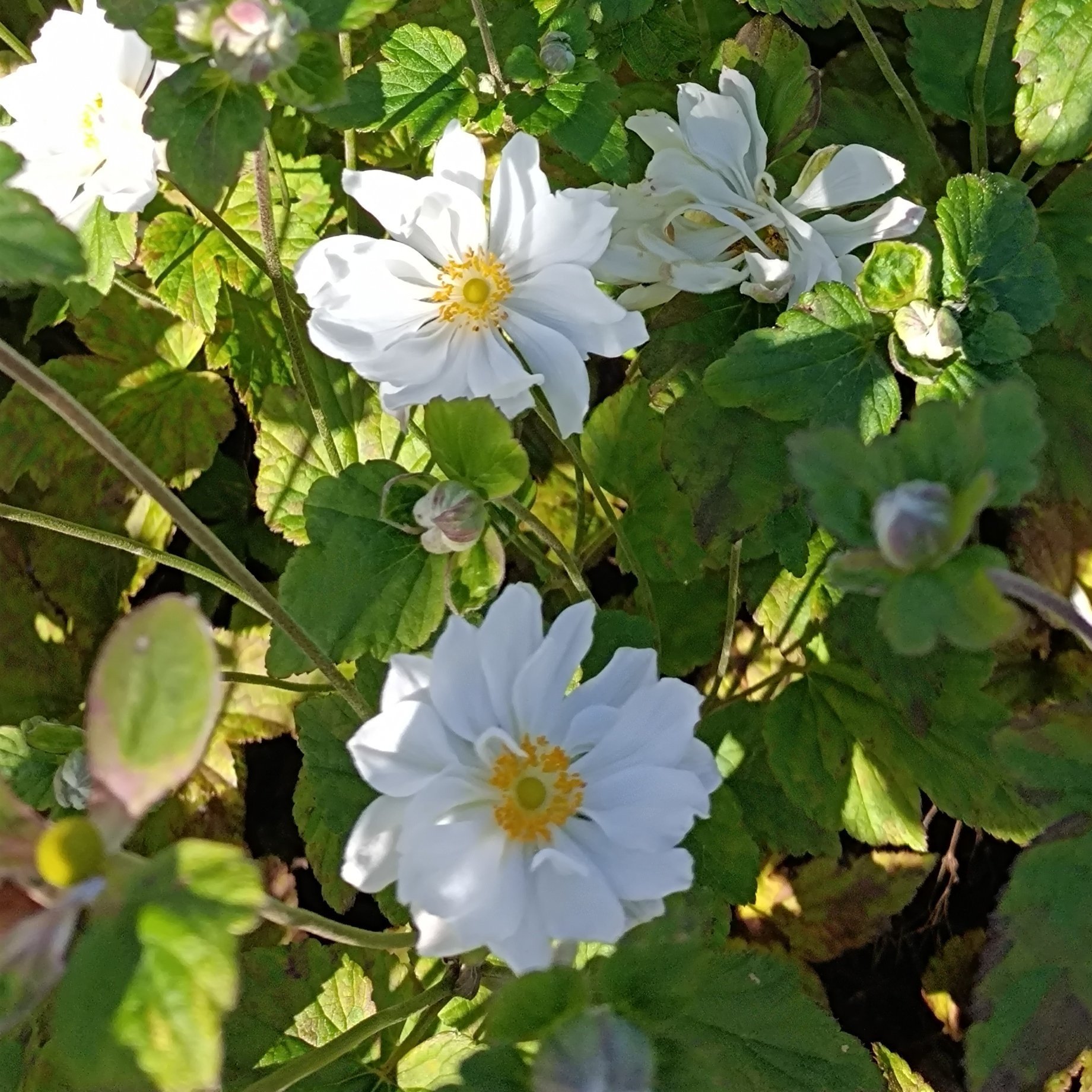Anemone hybrida 'Whirlwind' - 3Ltr Pots