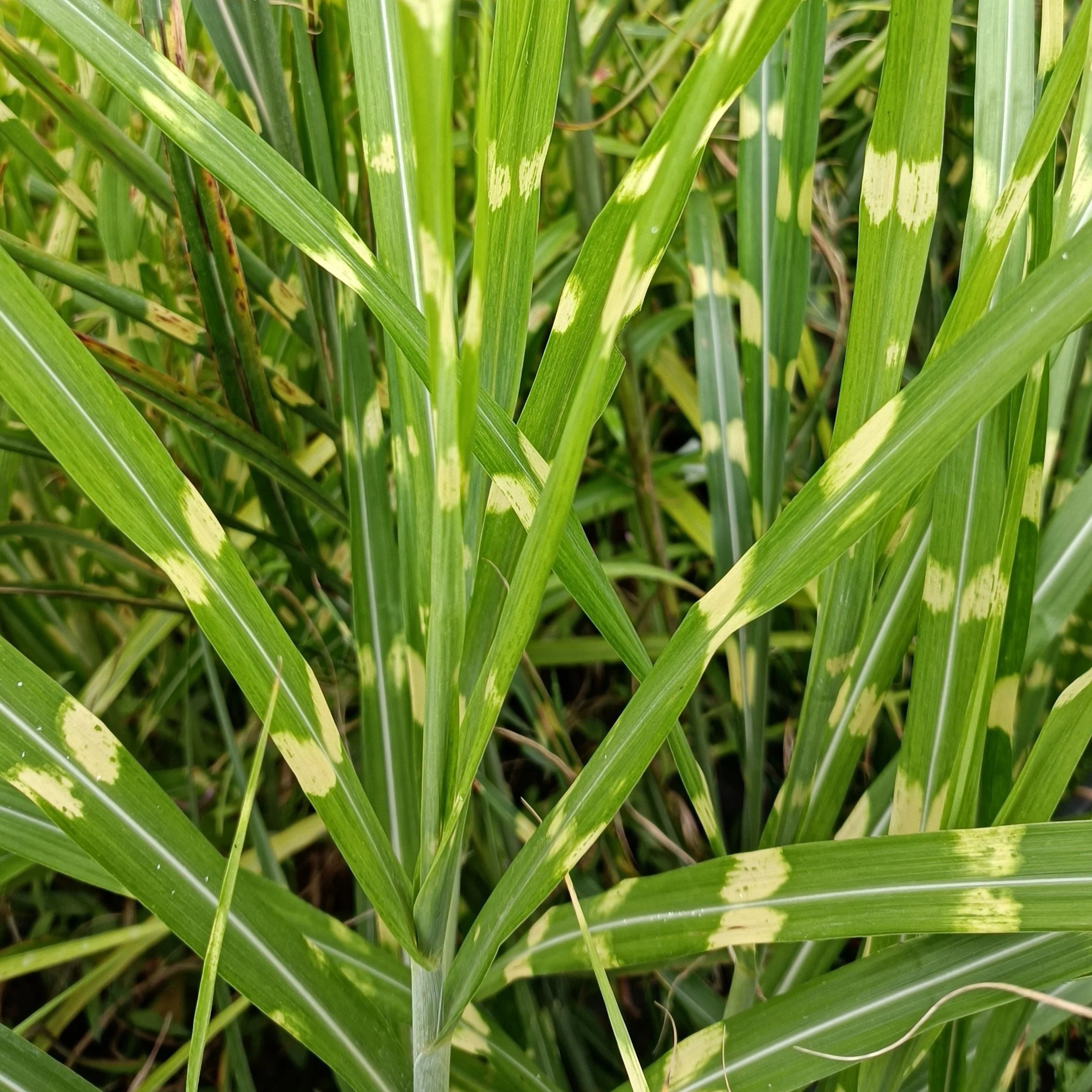 Miscanthus sinensis 'Zebrinus'  - 3Ltr Pots