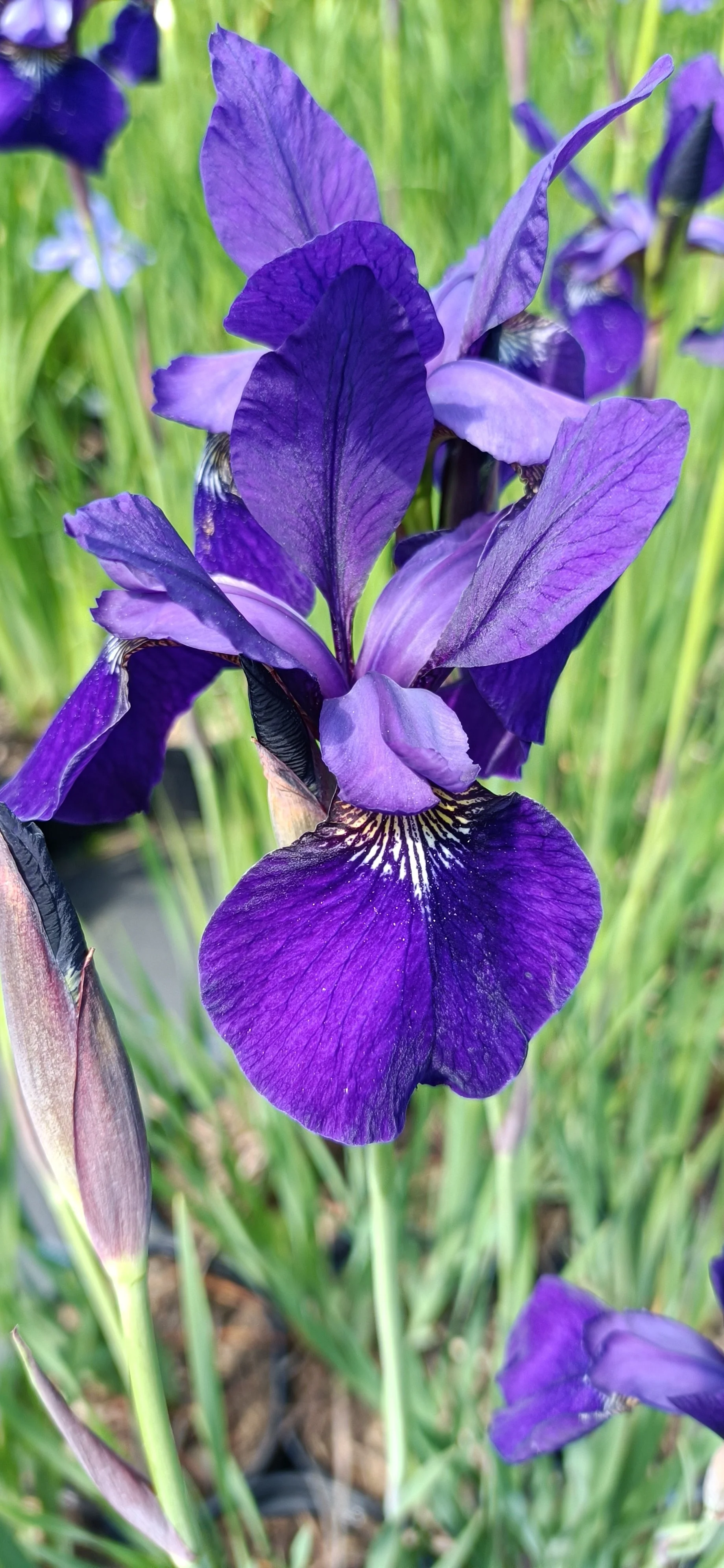 Iris sib. 'Caesars Brother' - 3Ltr Pots