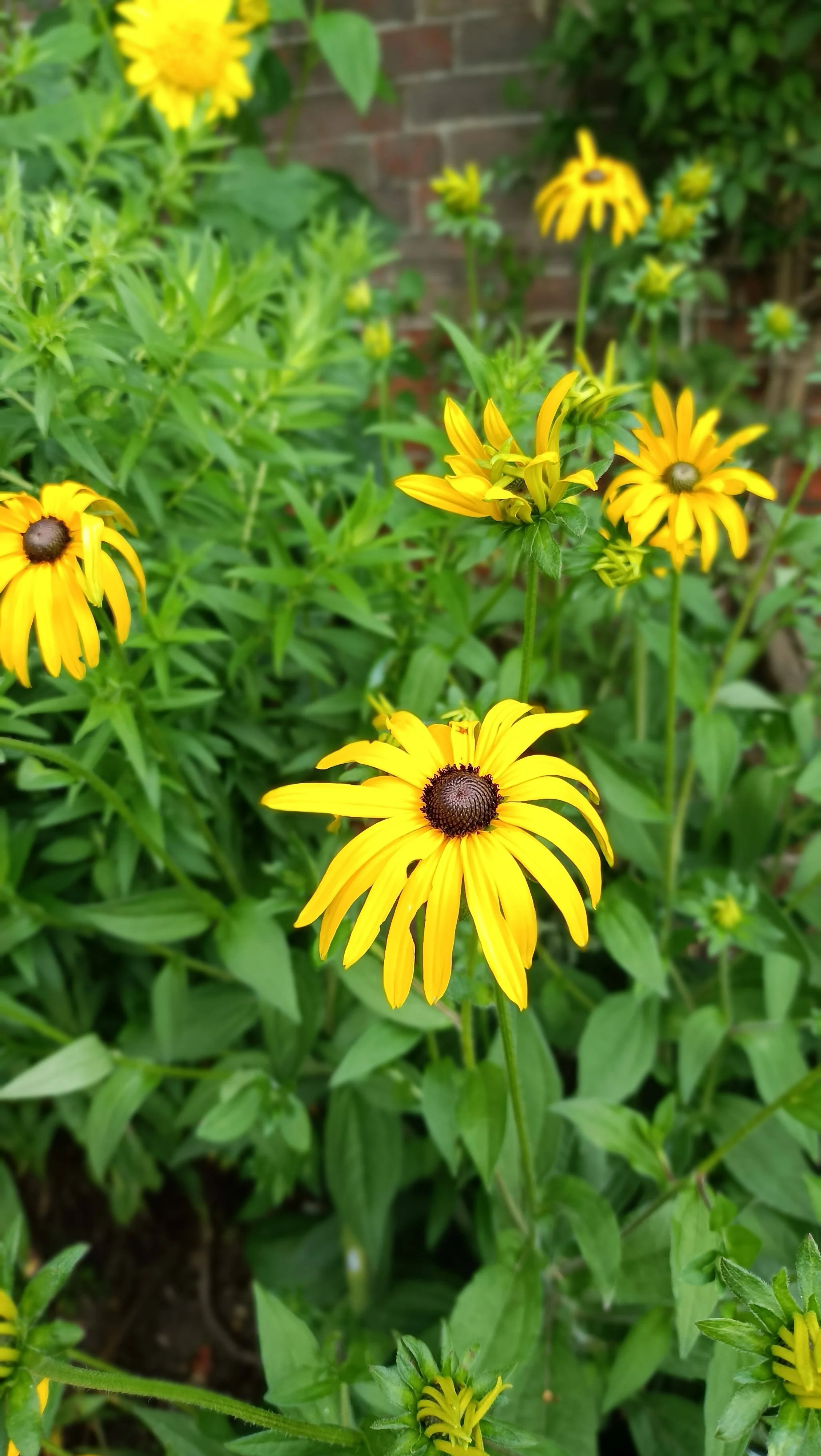 Rudbeckia fulgida deamii - 2Ltr Pots