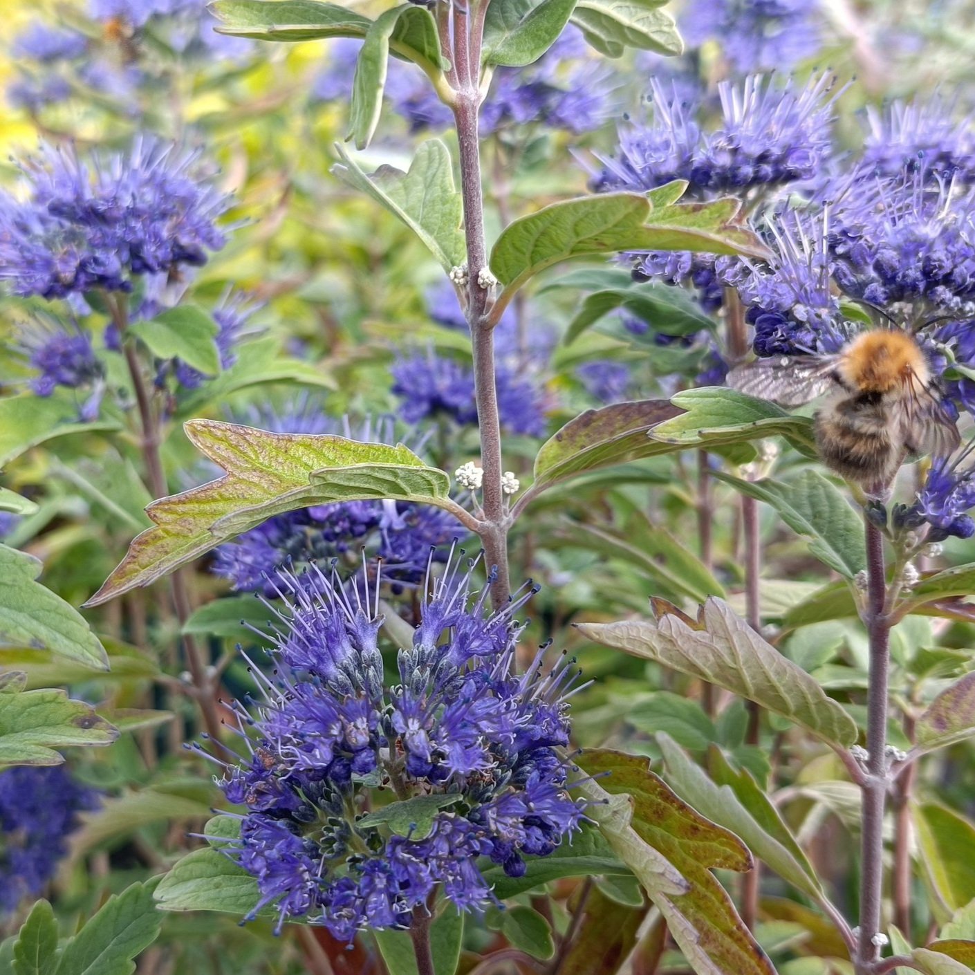 Caryopteris clan. 'Heavenly Blue'