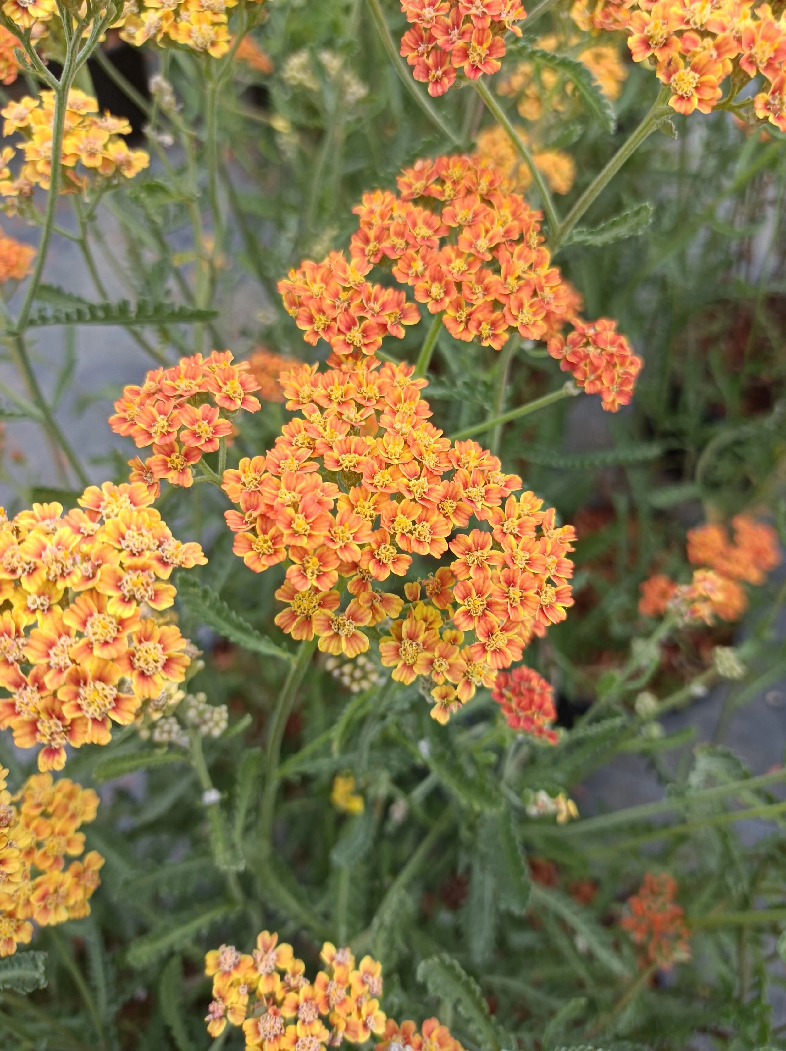 Achillea  'Terracotta' - 2Ltr pots