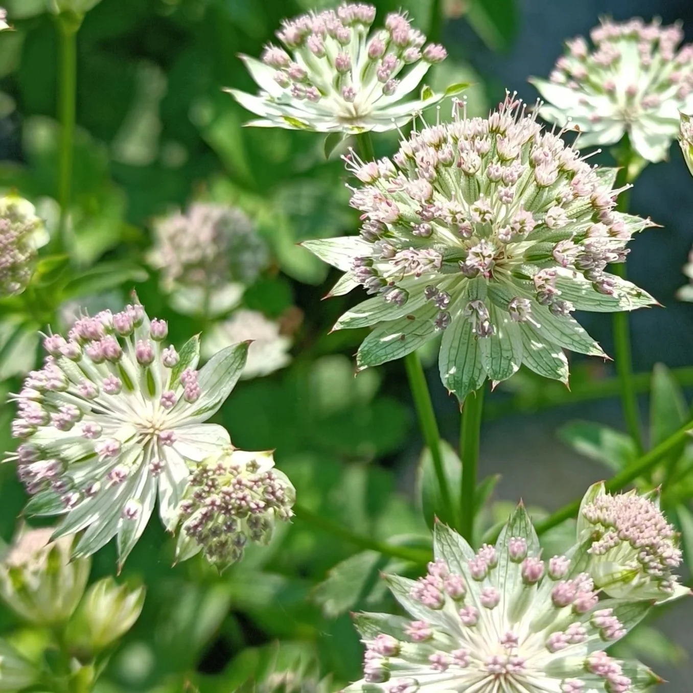 Astrantia major 'Buckland' - 2Ltr Pots