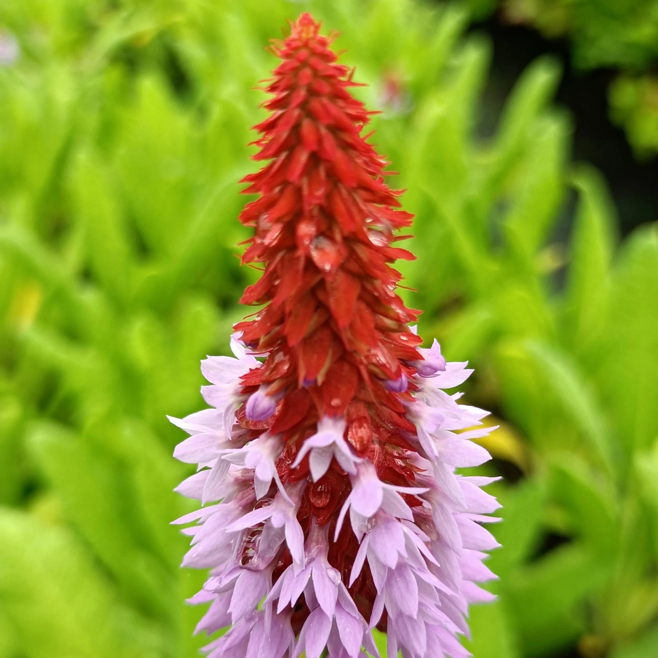 Primula 'Vialii' - 2Ltr Pots