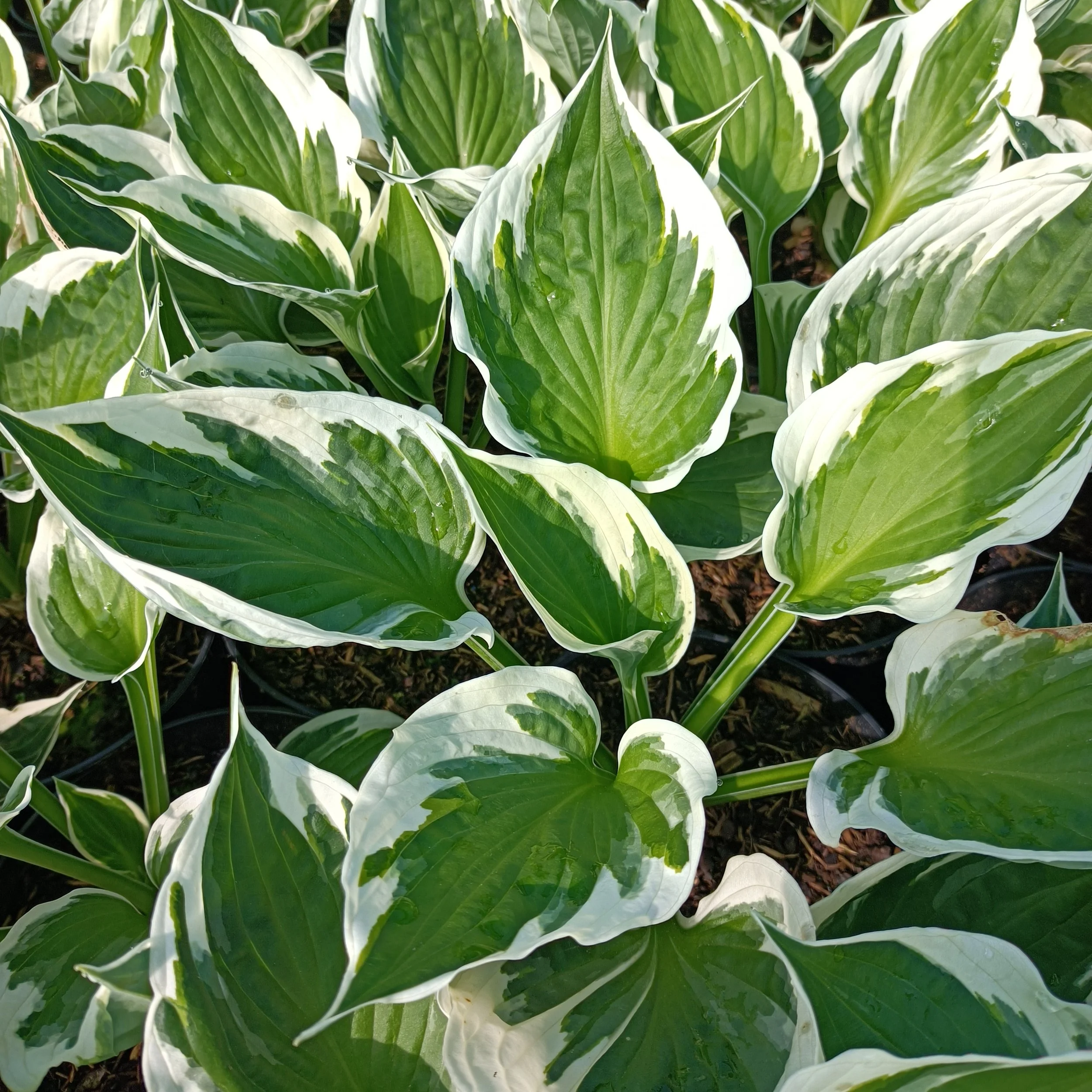 Hosta 'Patriot' - 3Ltr Pots