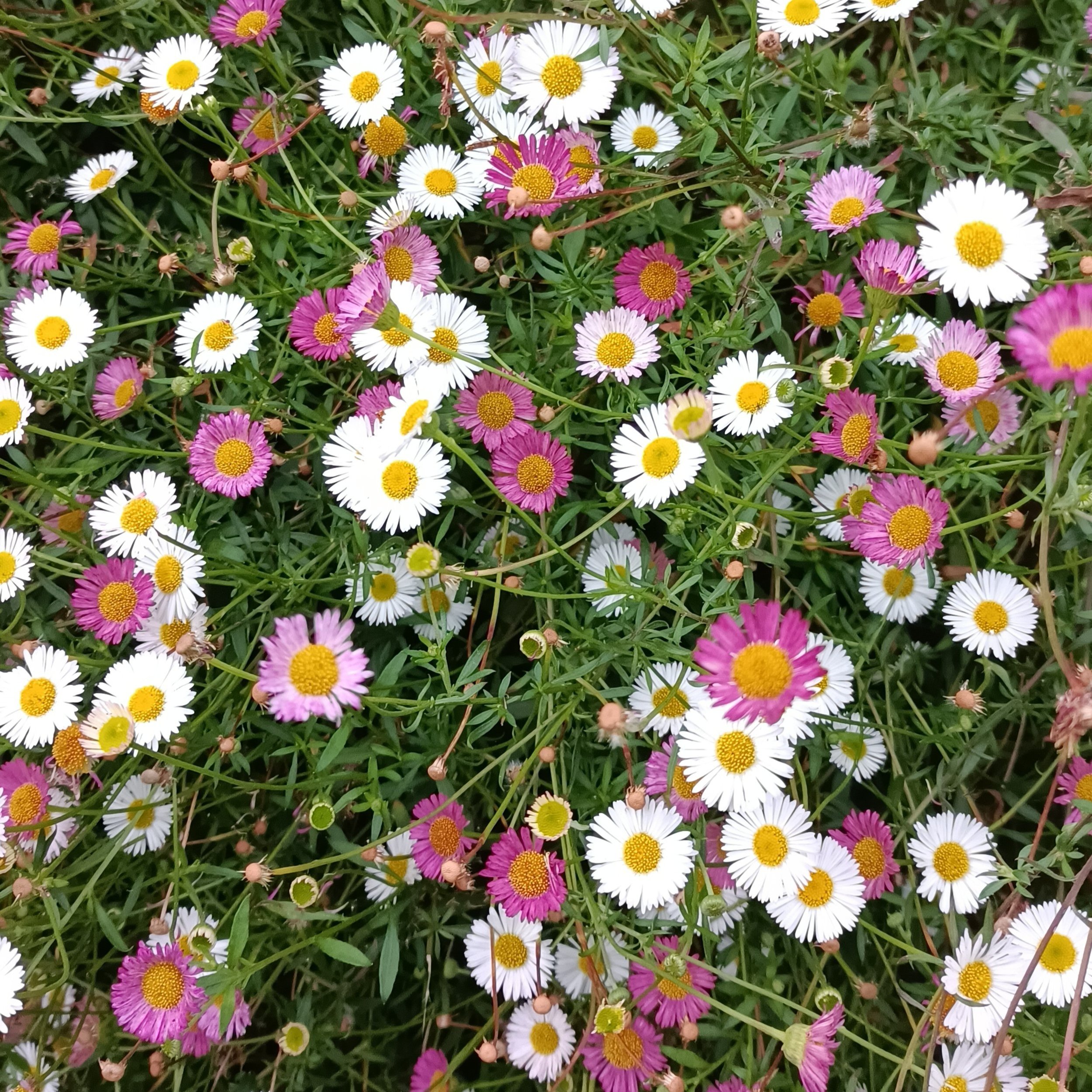 Erigeron 'karvinskianus'